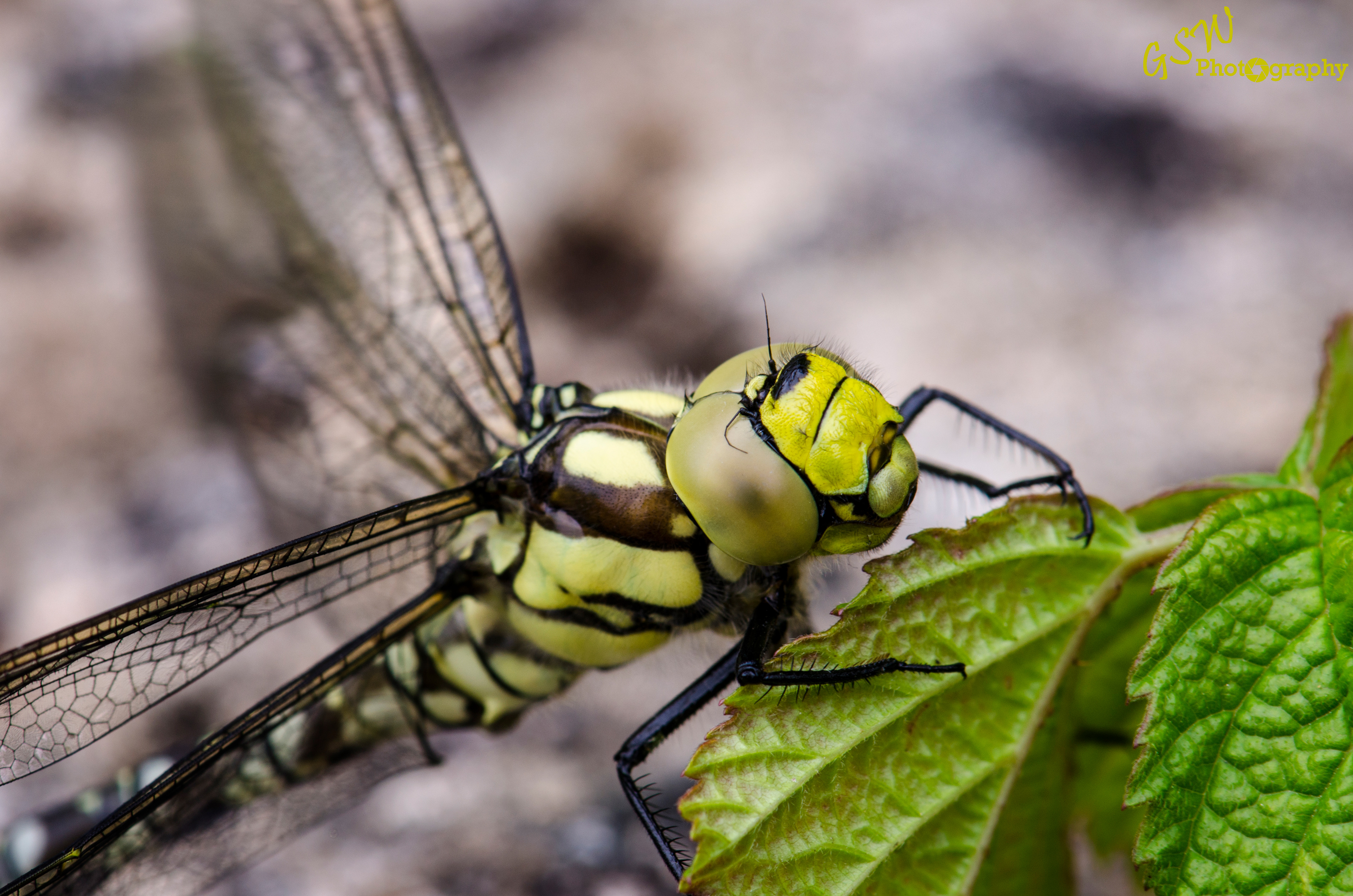 Hawker Eye, Cotswolds