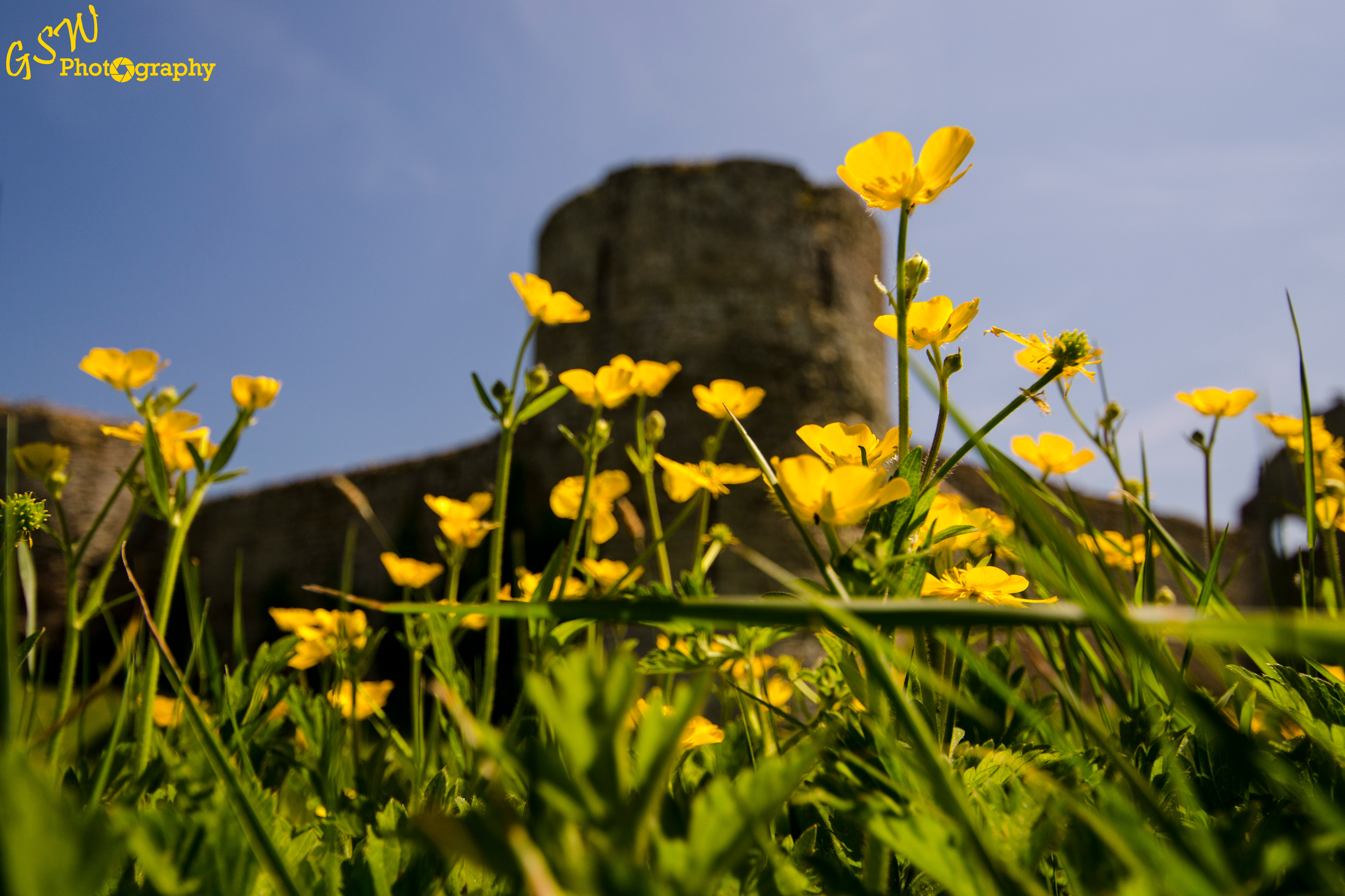 Buttercups, Sussex