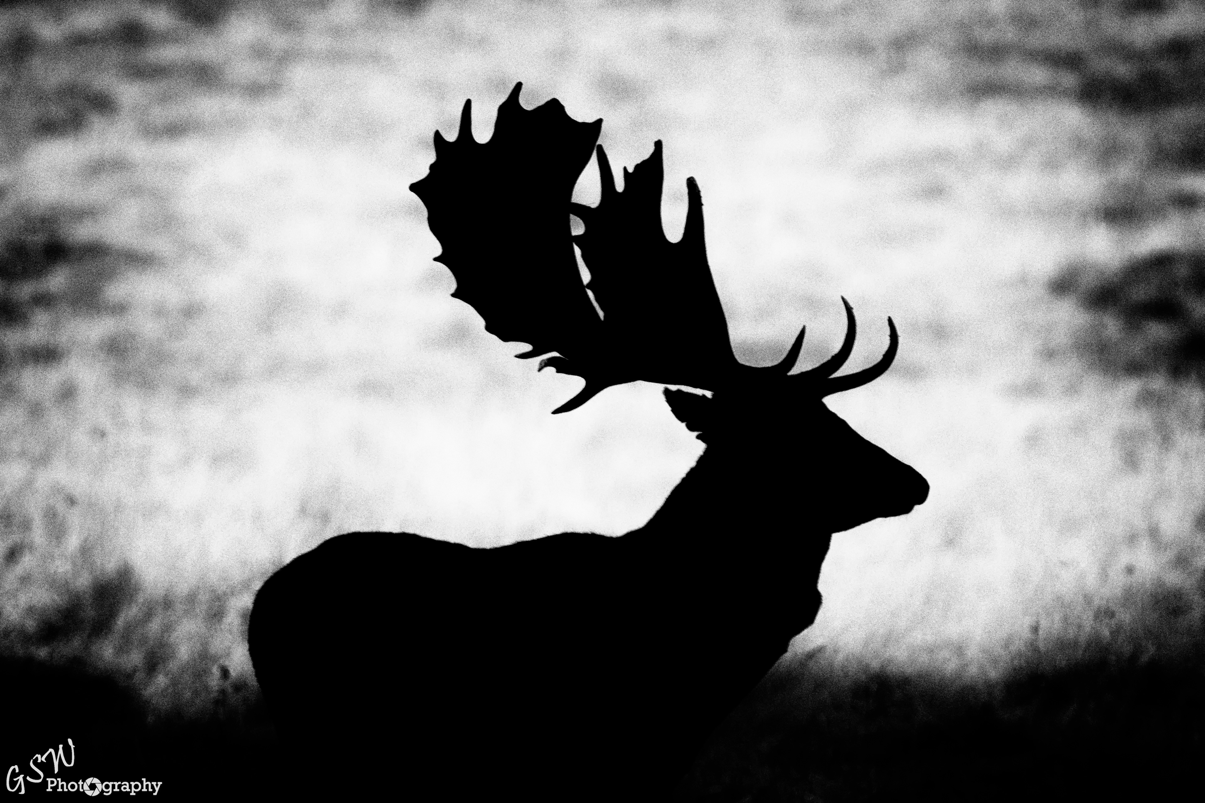 Silhouette of a Stag, Sussex
