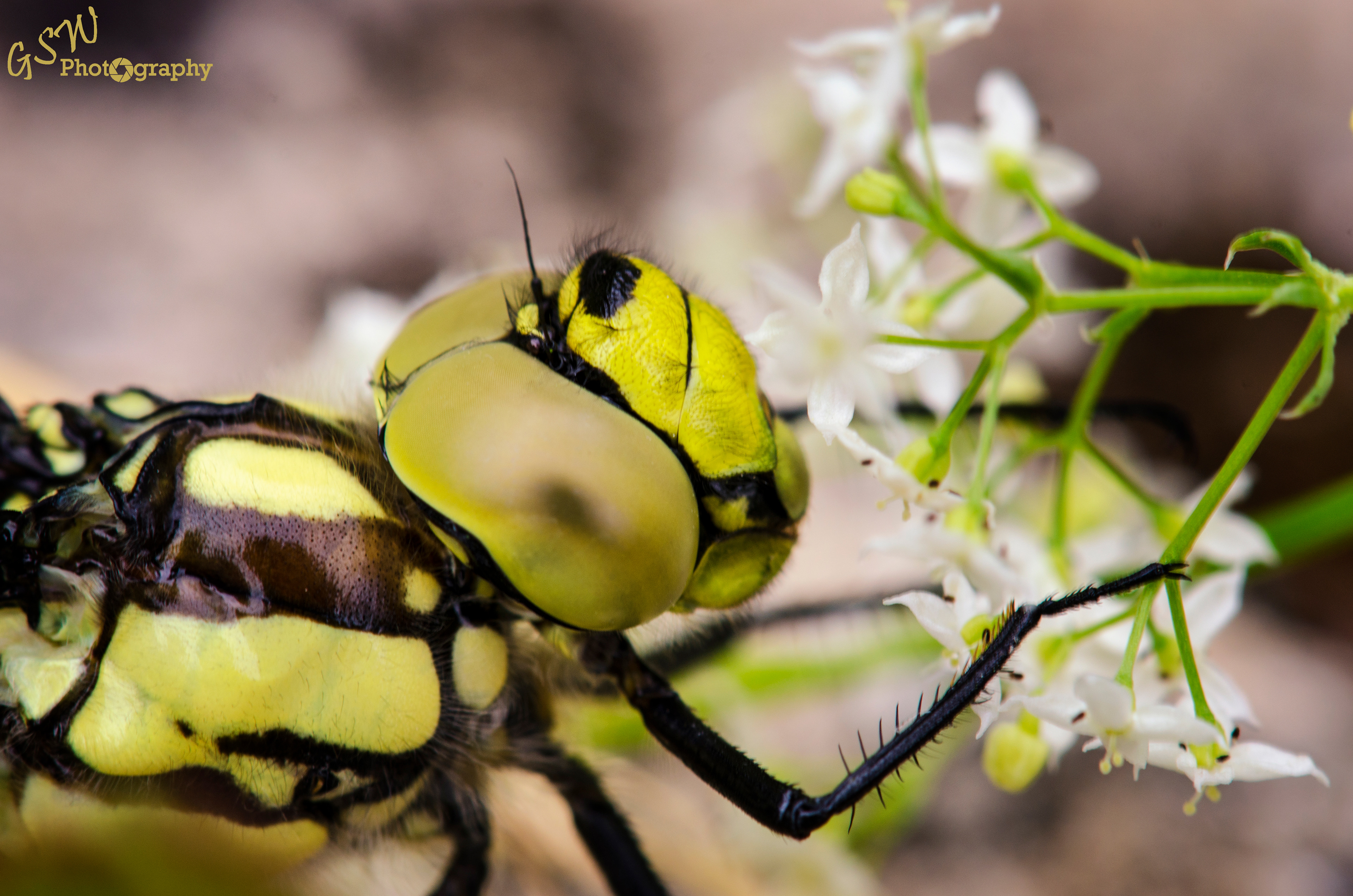 Smelling the Flowers, Cotswolds