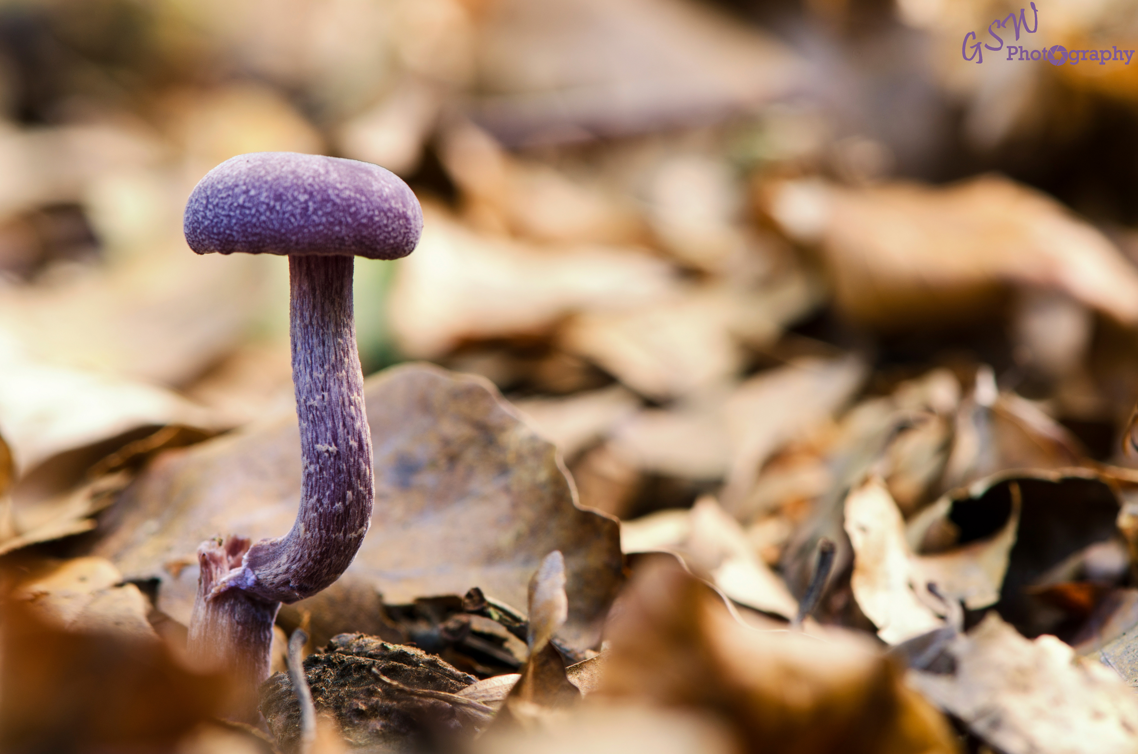 Amethyst Deceiver, Sussex