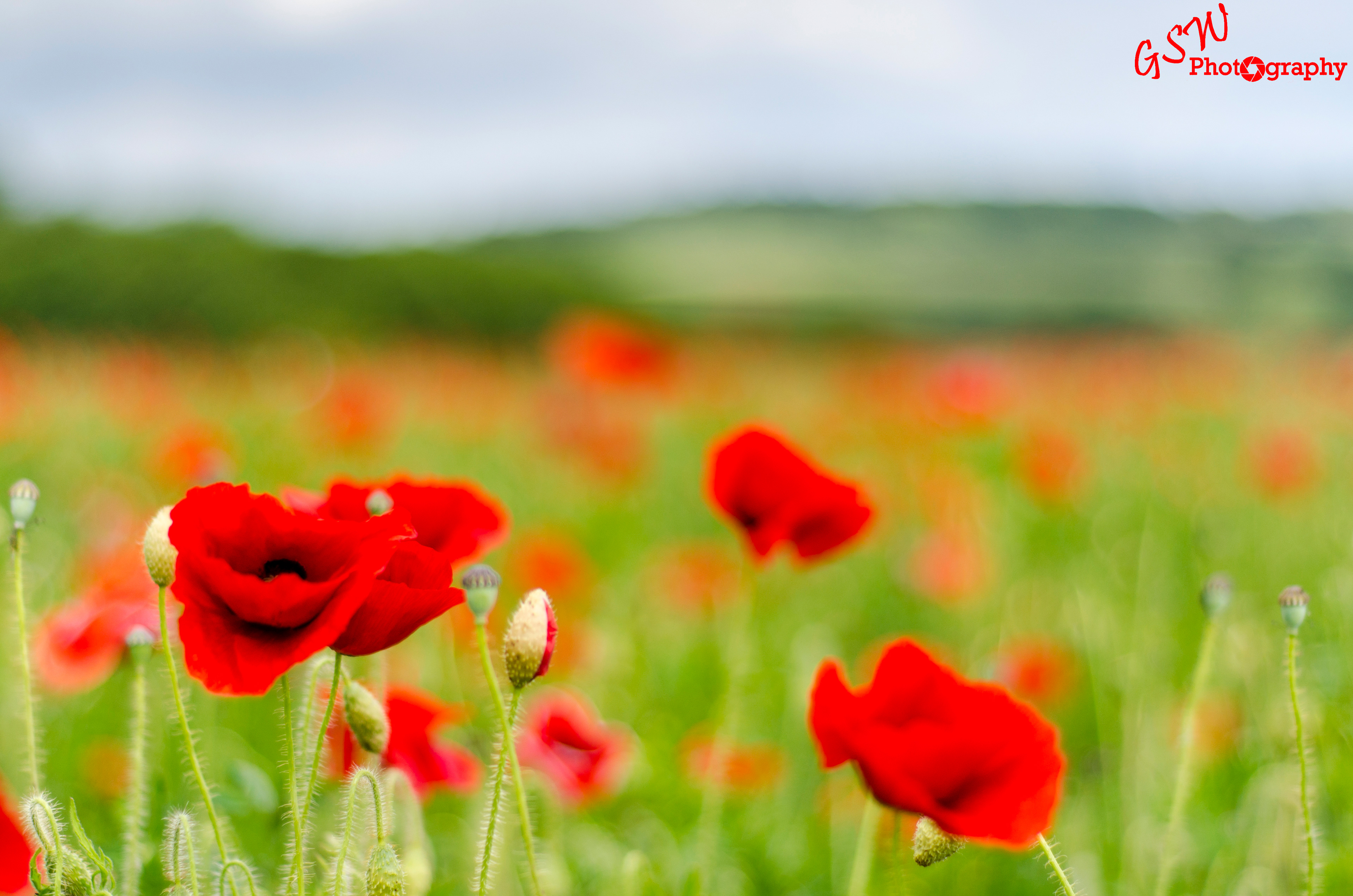 Poppies, Sussex