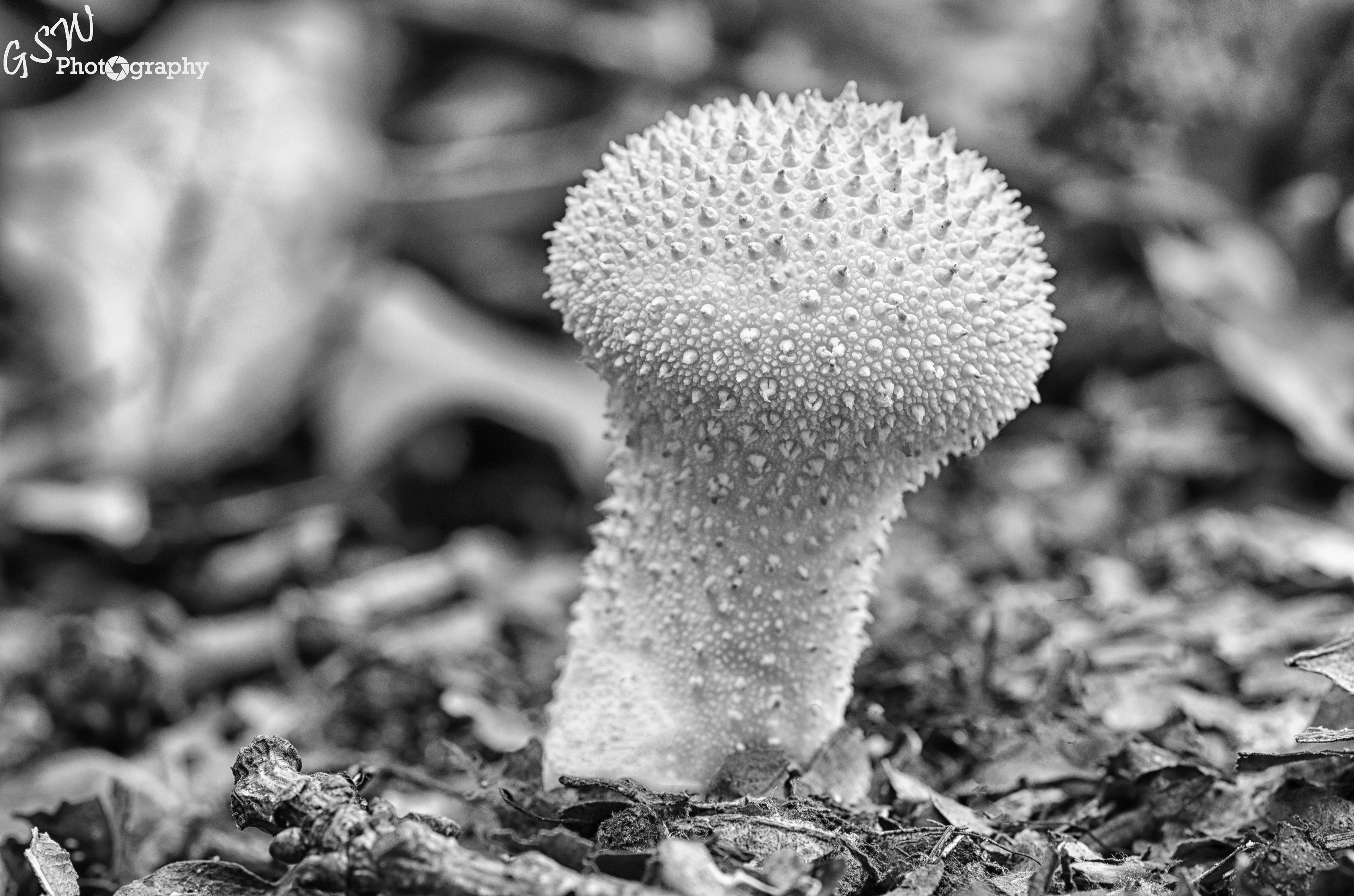Young Common Puffball, Sussex