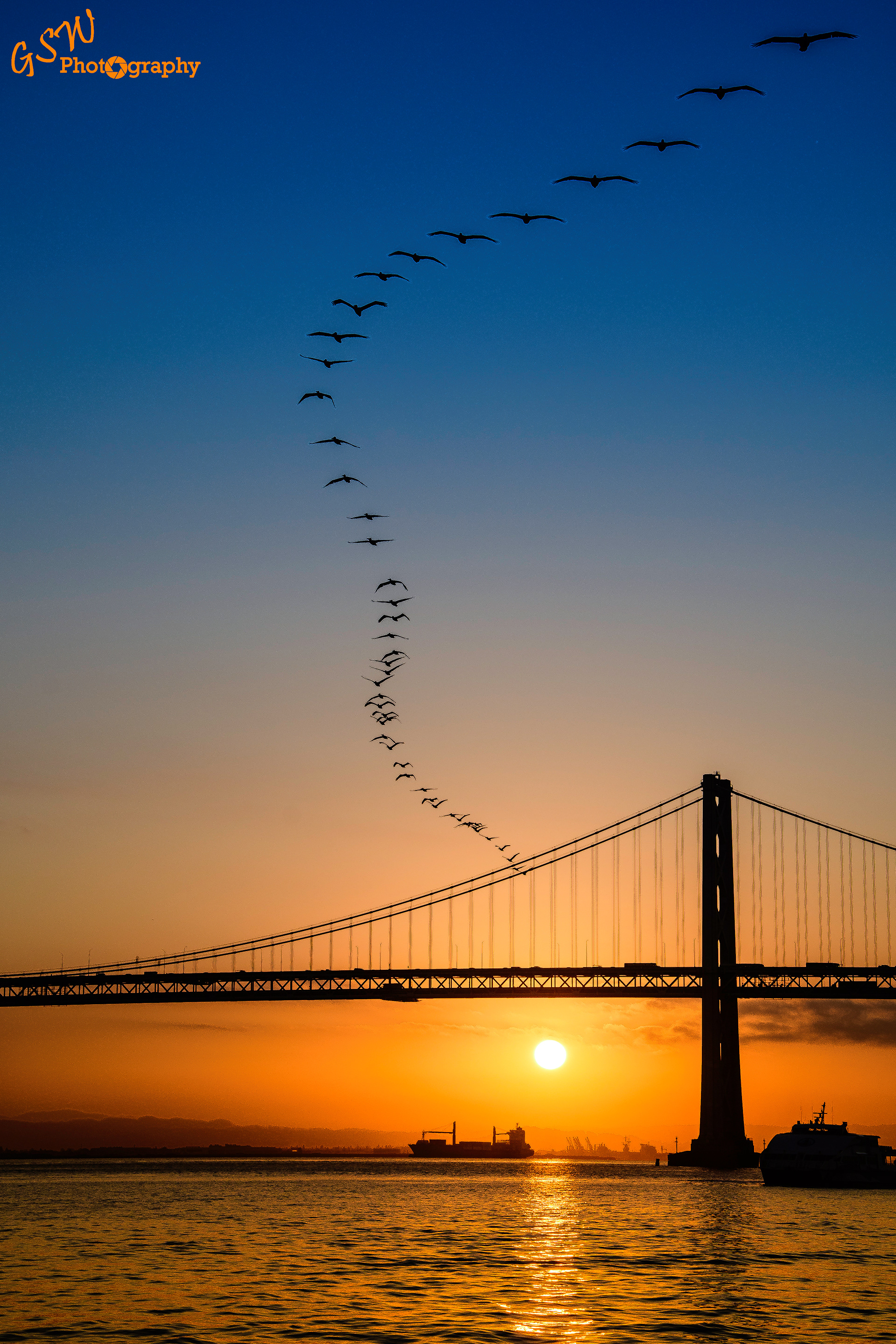 Pelicans at Sunrise