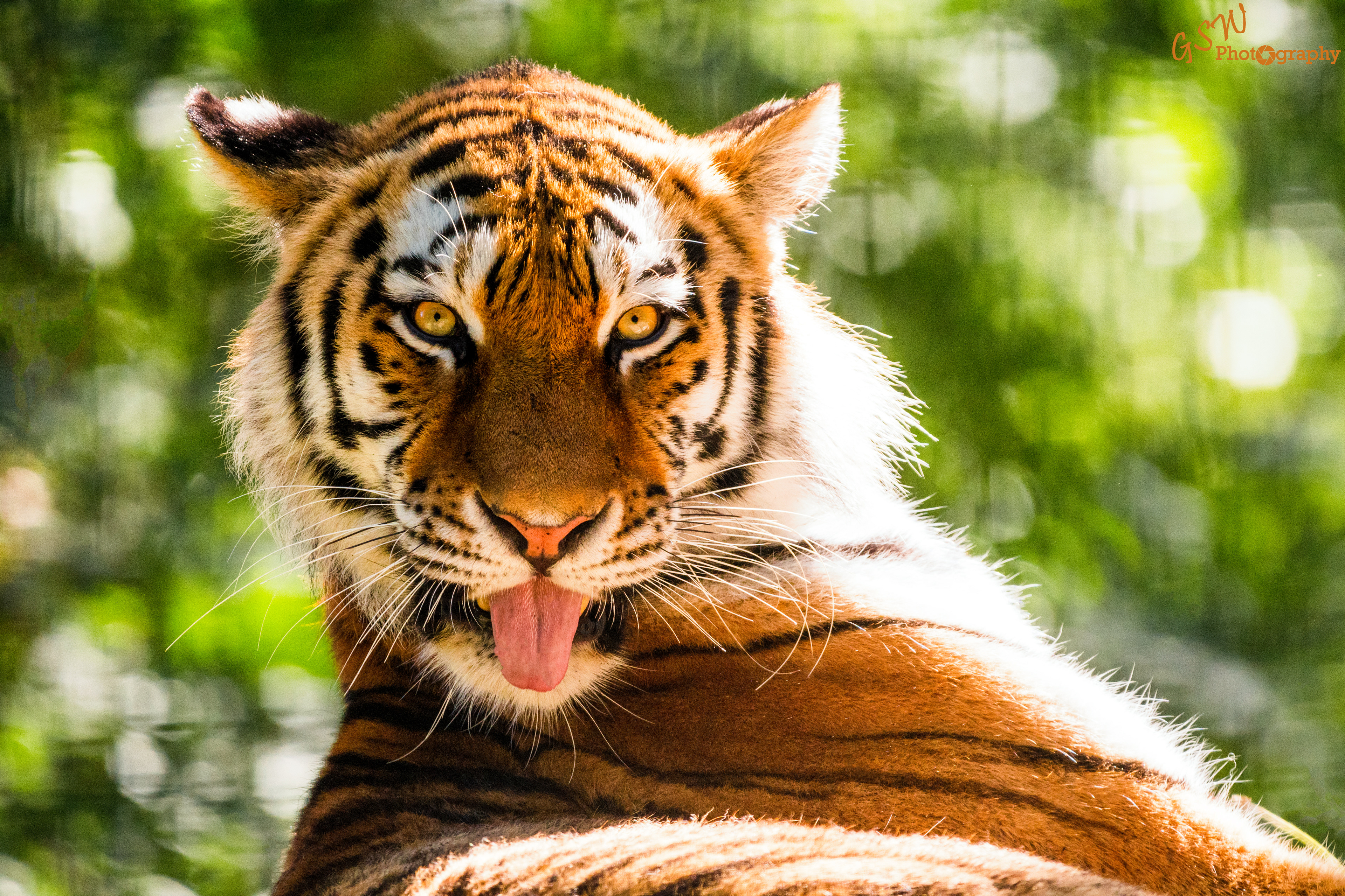 Sticking her tongue out, Kent