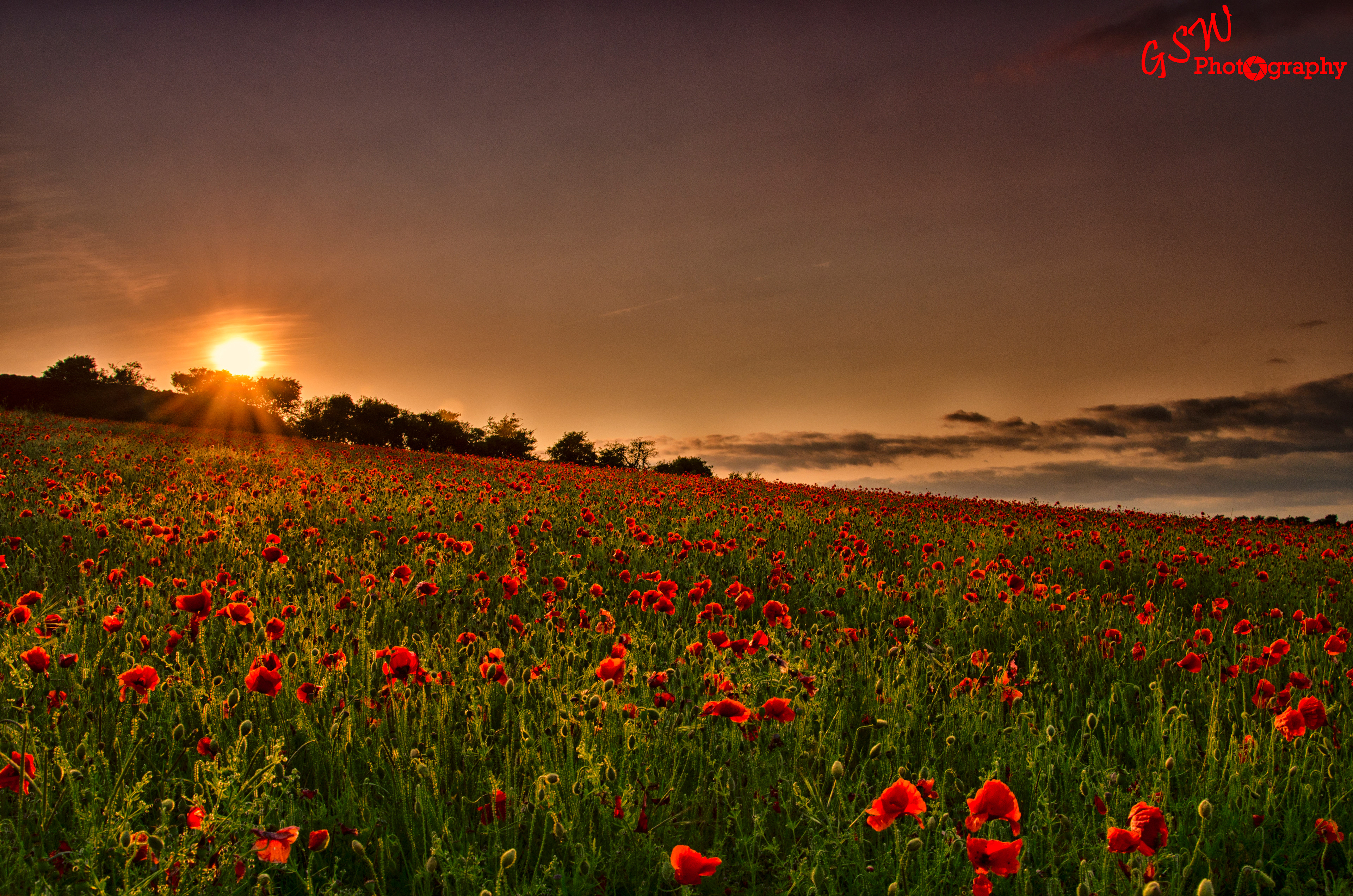 Poppies at Sunset, Sussex