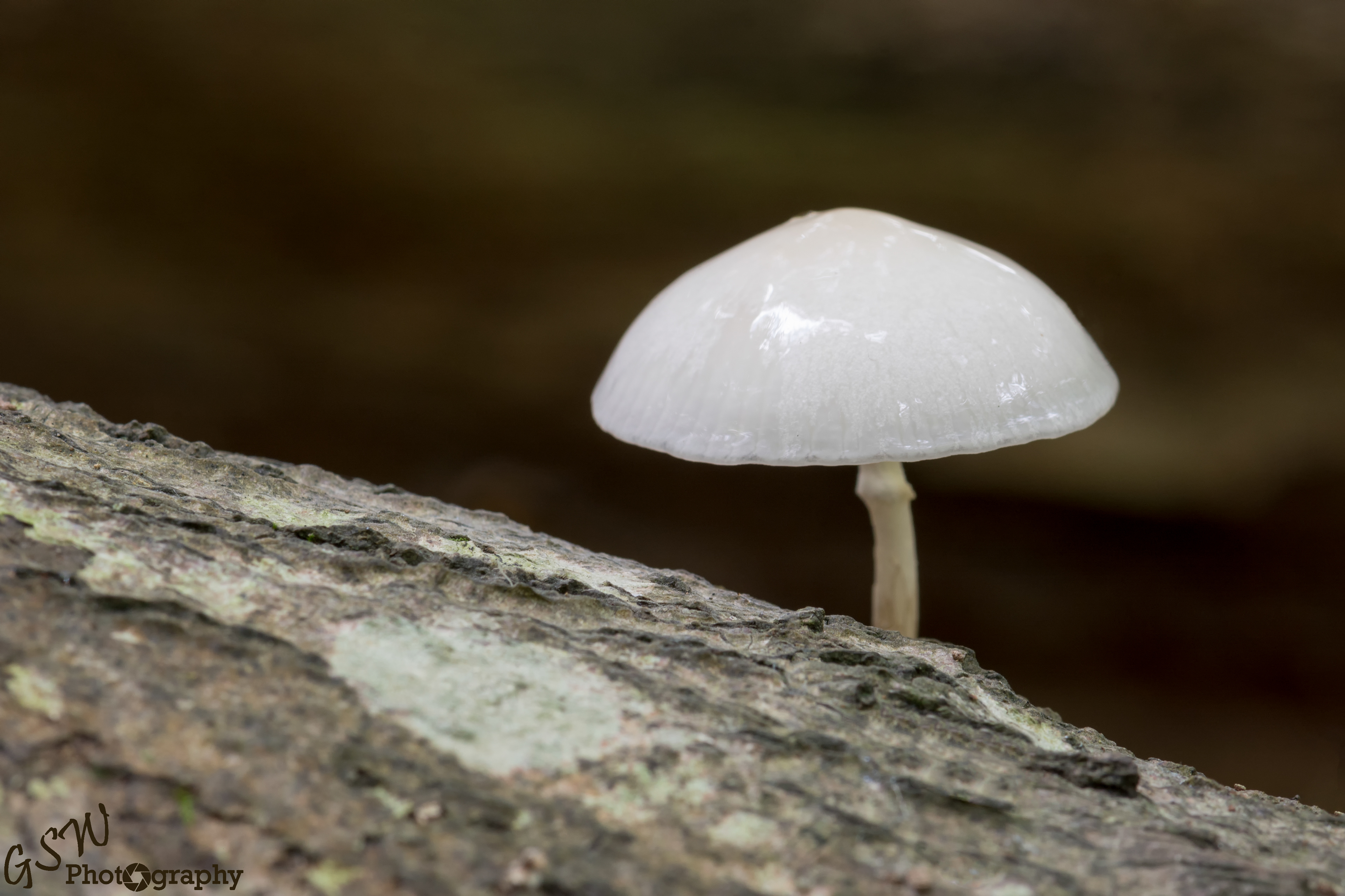 Porcelain Fungus, Sussex