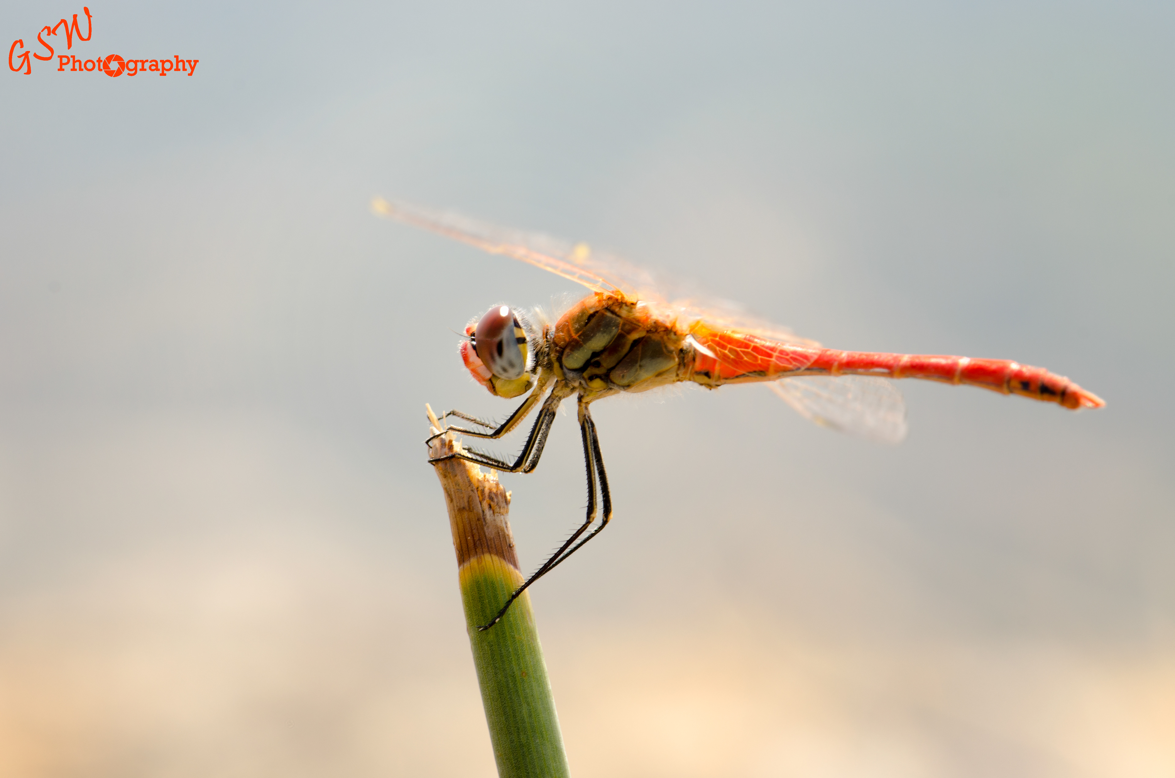 Darter Macro, Greece