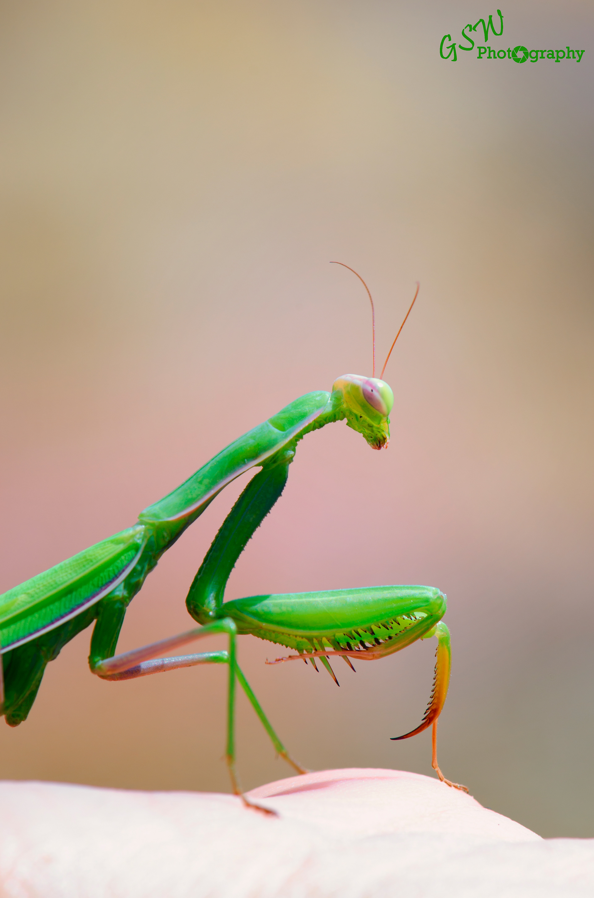 Mantis