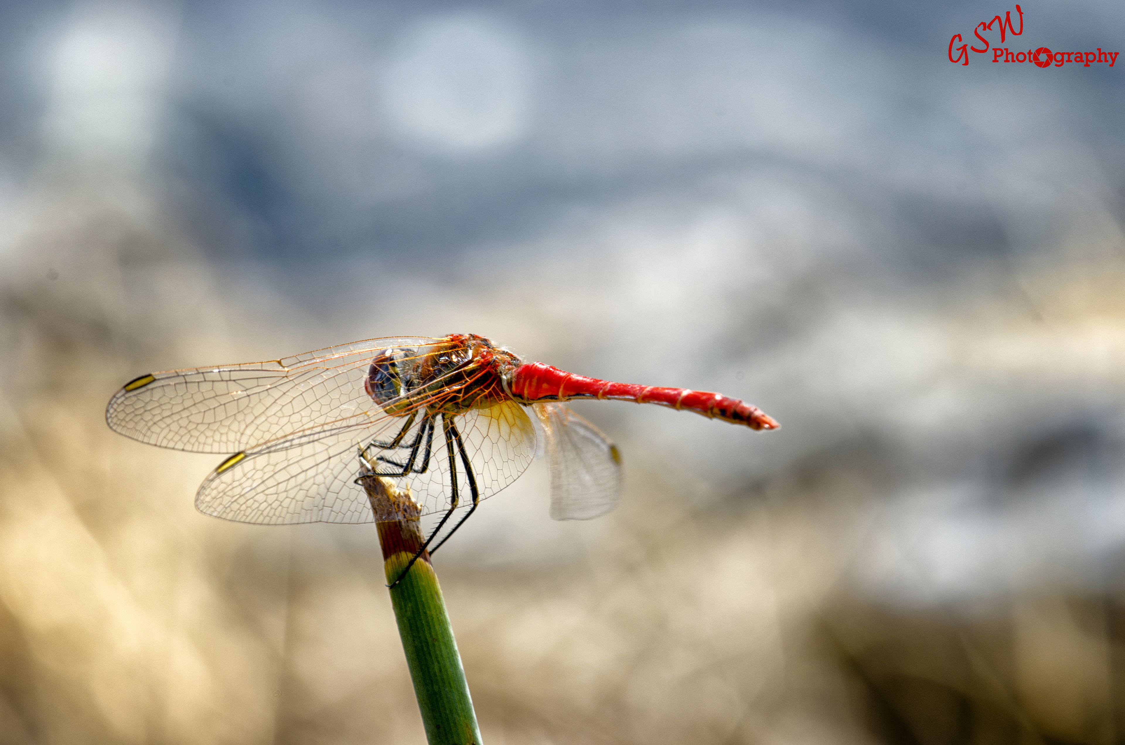 Red-veined Darter, Greece