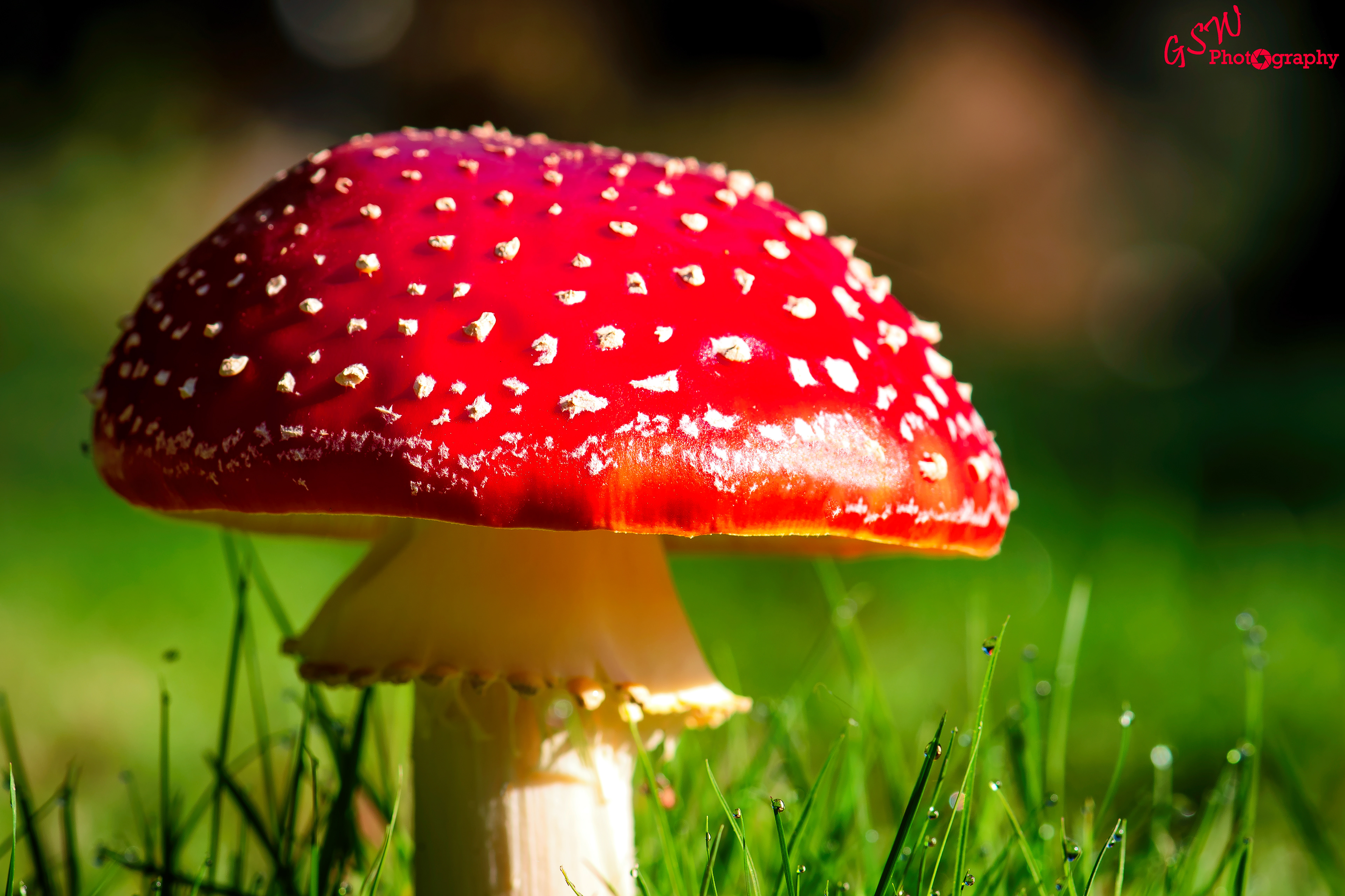 Fly Agaric