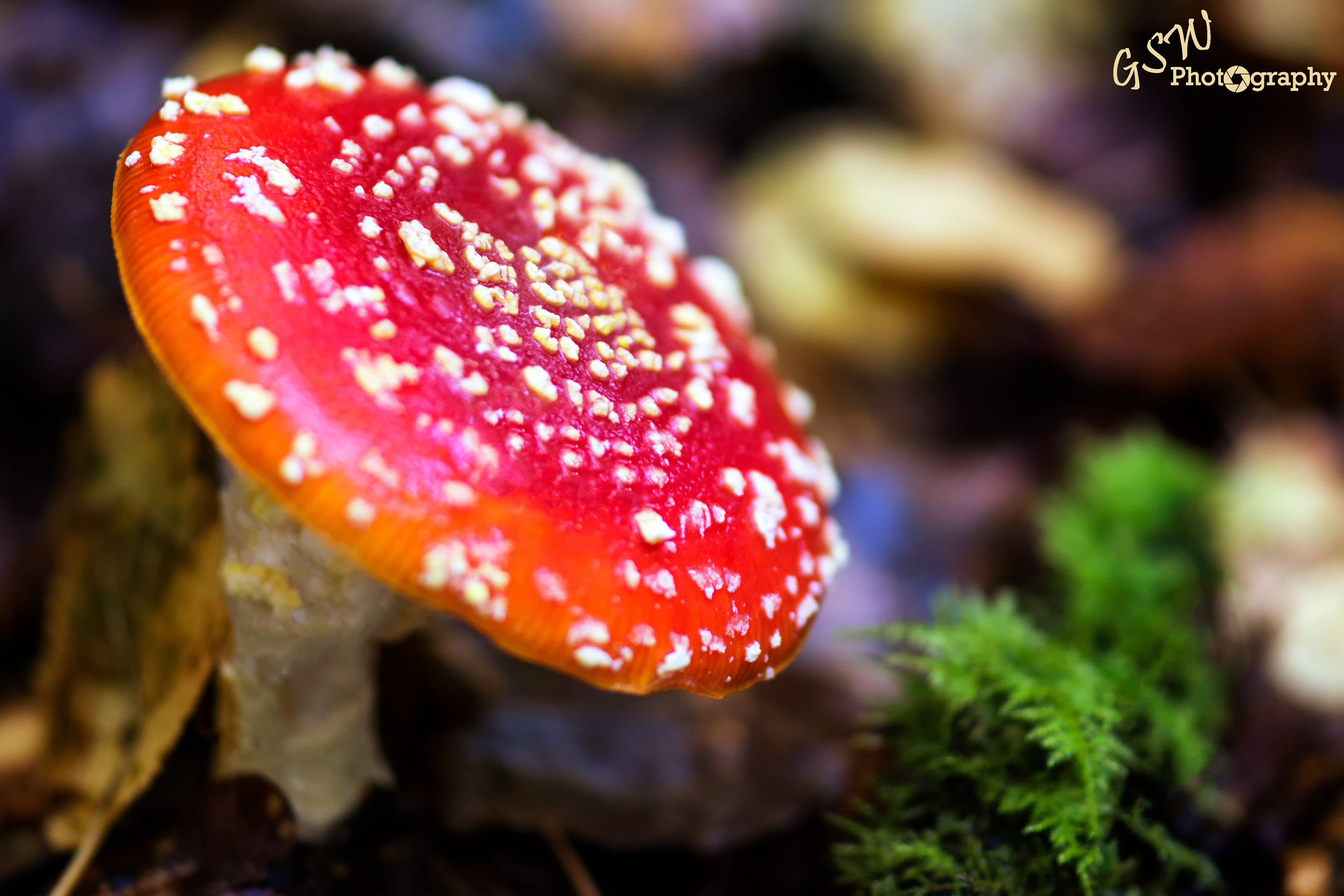 Fly Agaric, Sussex
