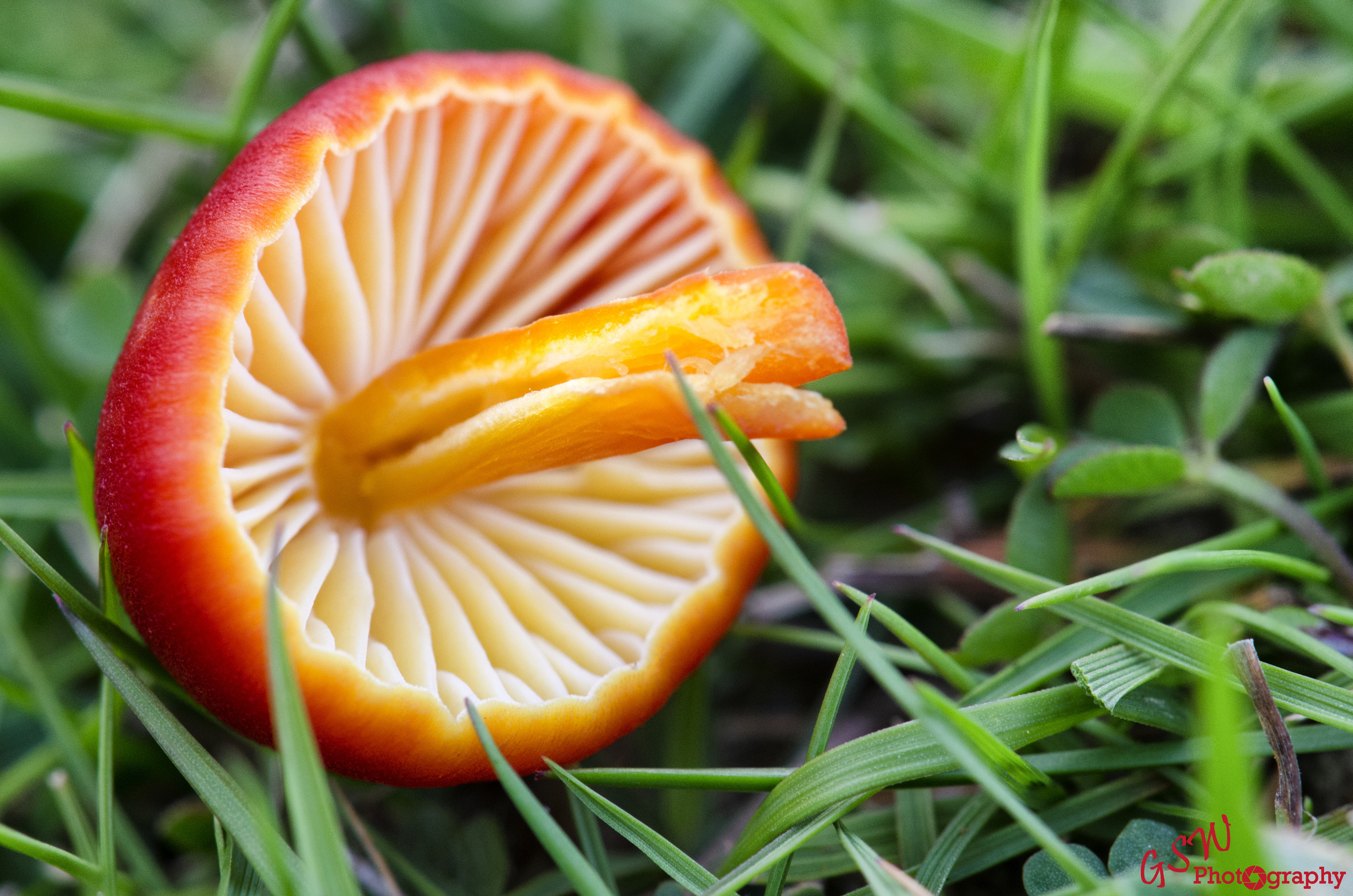 Looking down at the gills, Sussex