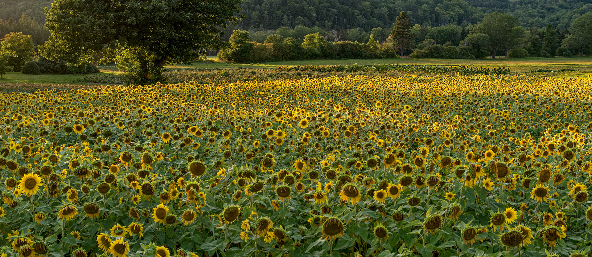 Cape Breton, NS, Canada