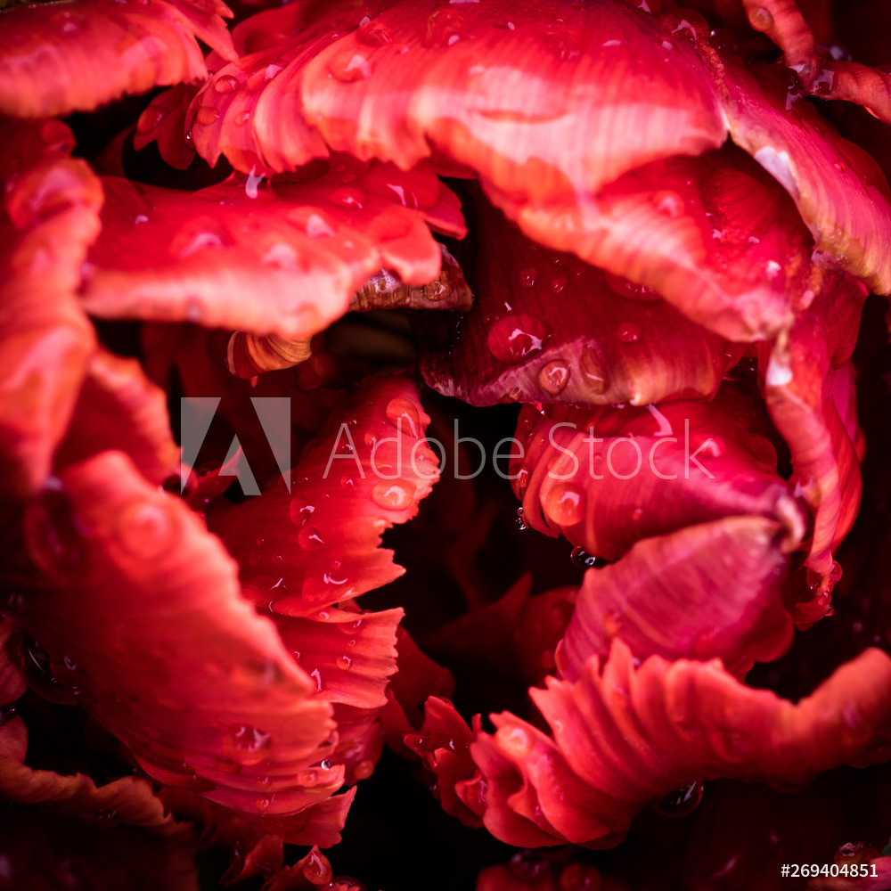 lush lava rose closeup