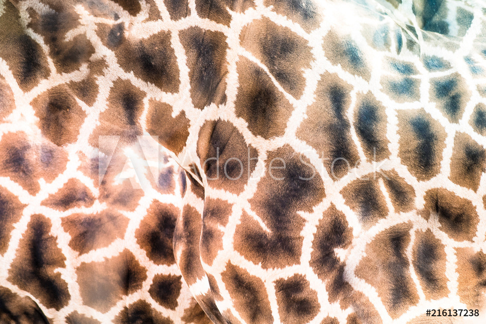 giraffe skin pattern texture