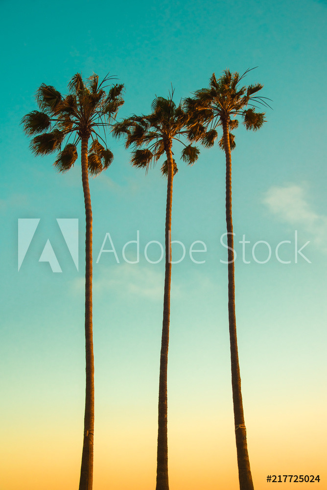 palm trees on Santa Monica beach, California