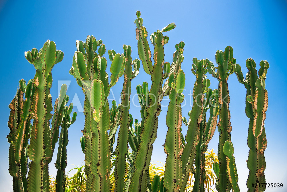 cactus tree in Sonoran desert, California
