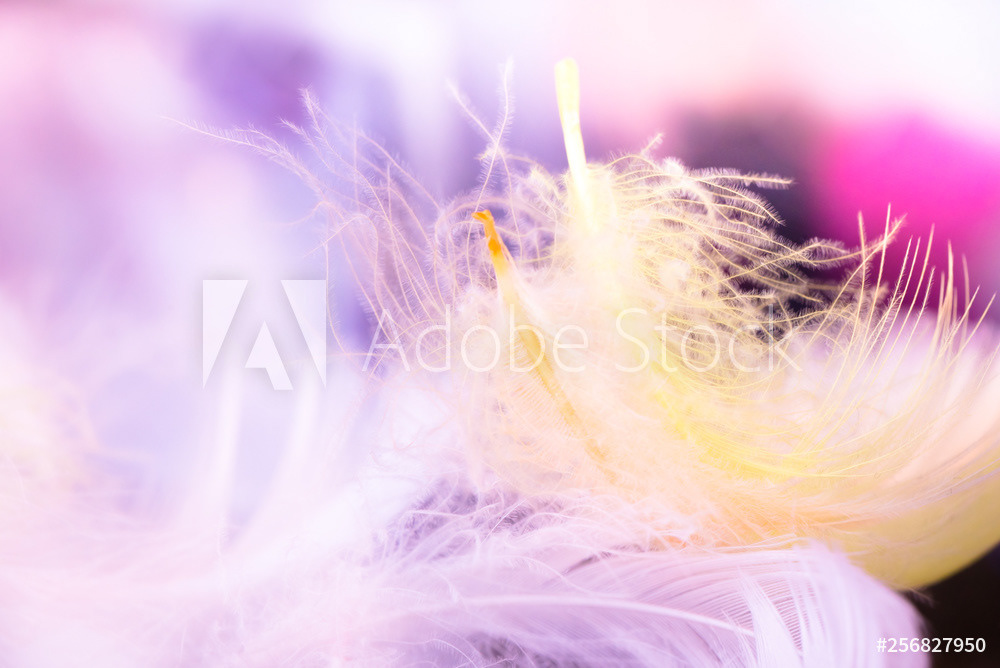 soft rainbow feather