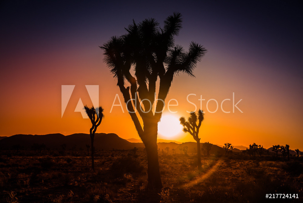 Joshua Tree National park, California
