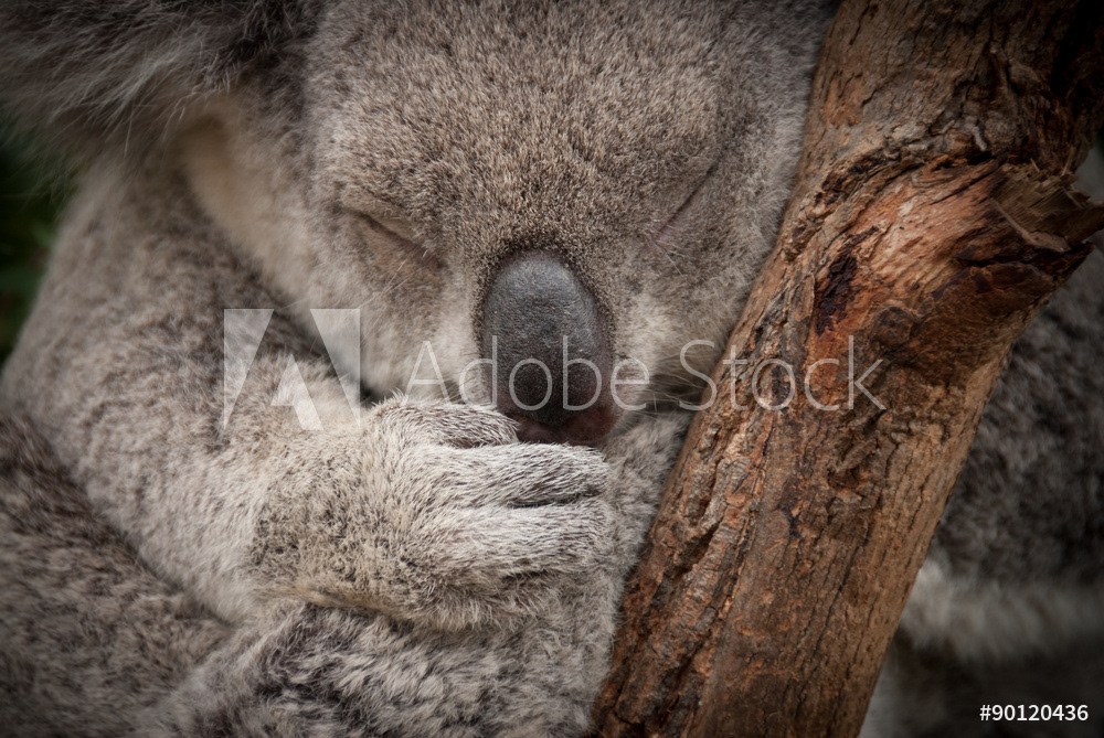 cute sleeping koala, Australia