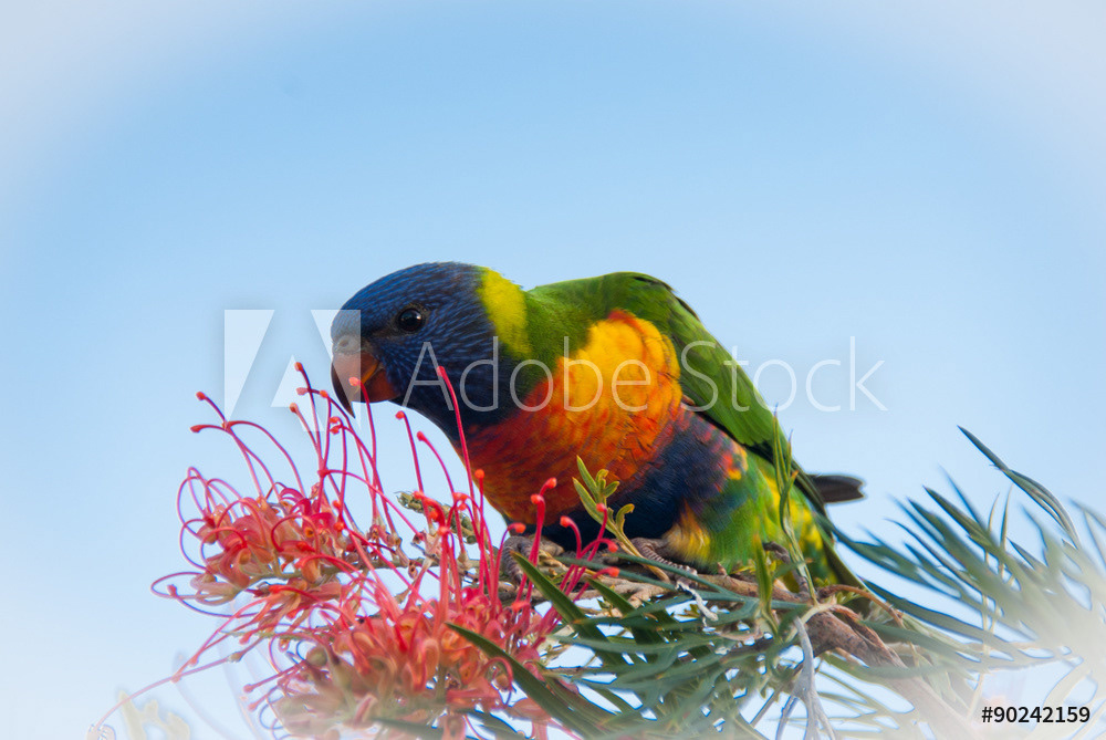 rainbow lorikeet, Australia