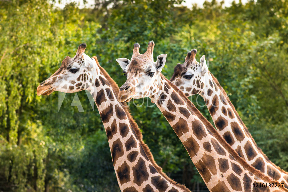 three funny giraffes