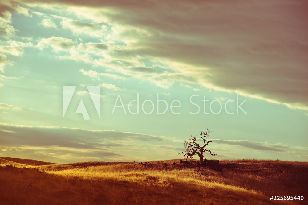 lonely tree in hot dry savanna landscape