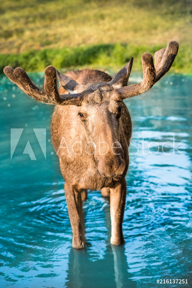 Christmas reindeer in summer