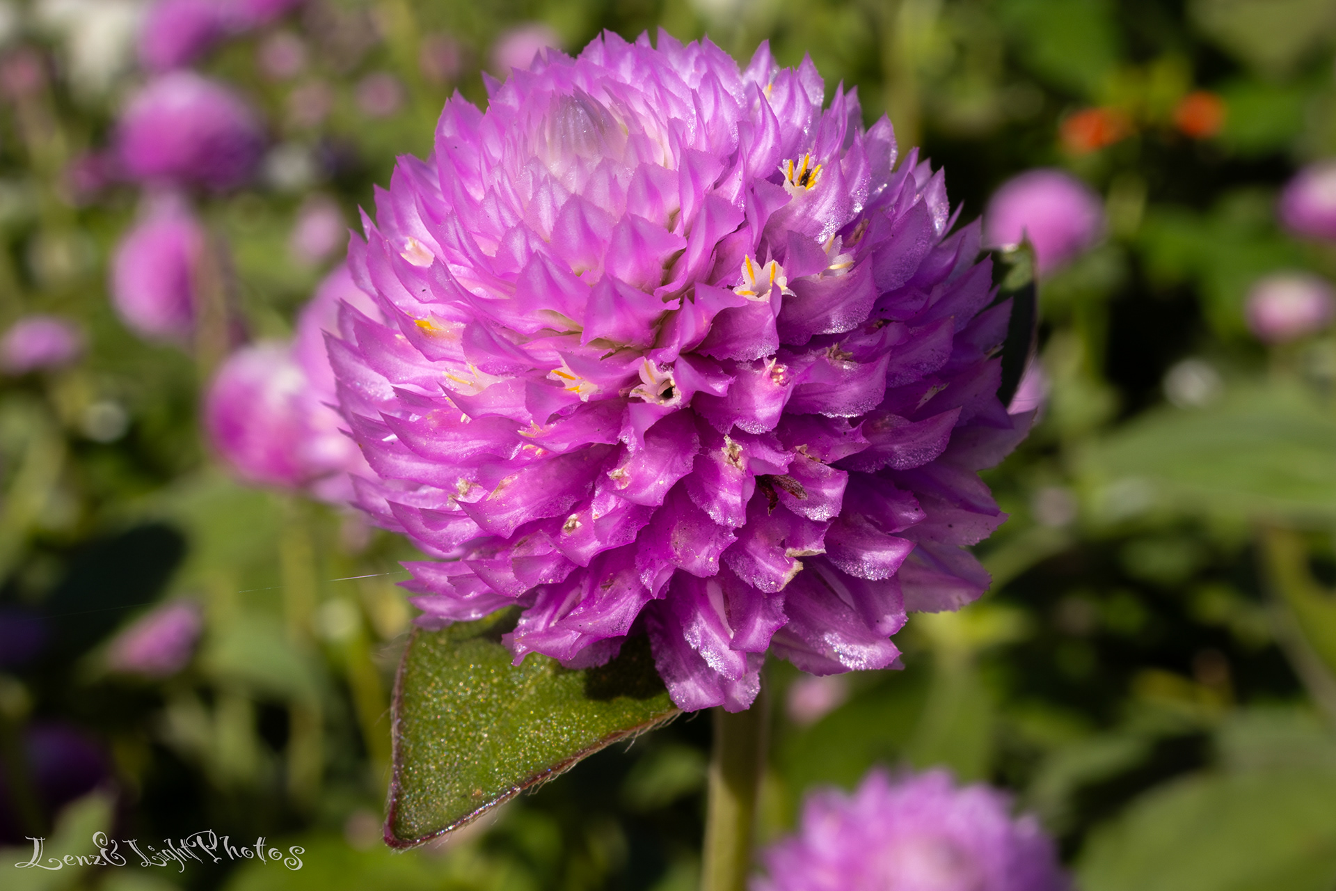 Long Beach VA Medical Center, Veterans Garden
