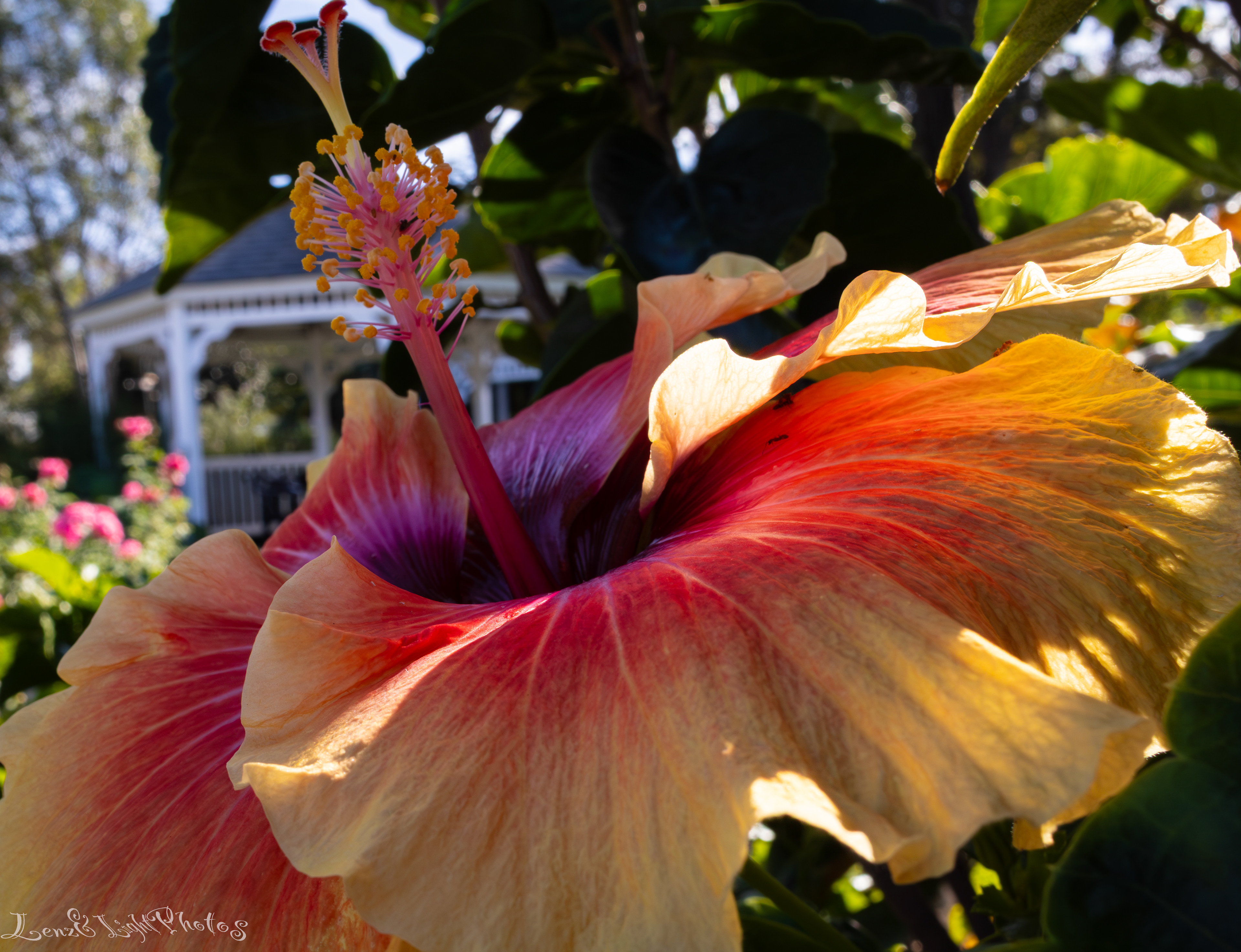 Long Beach VA Medical Center, Veterans Garden