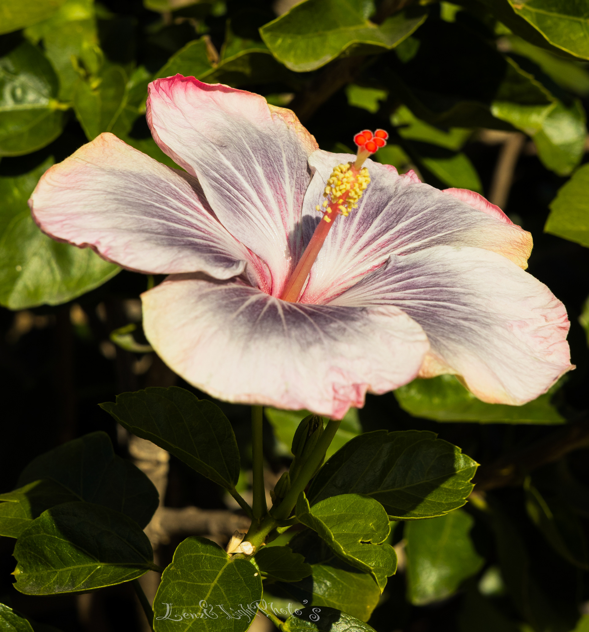 Long Beach VA Medical Center, Veterans Garden