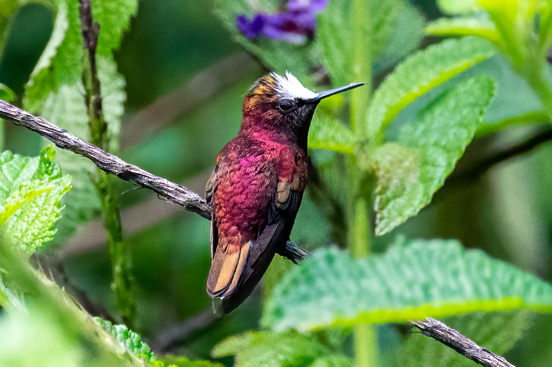 Snowcap Hummingbird