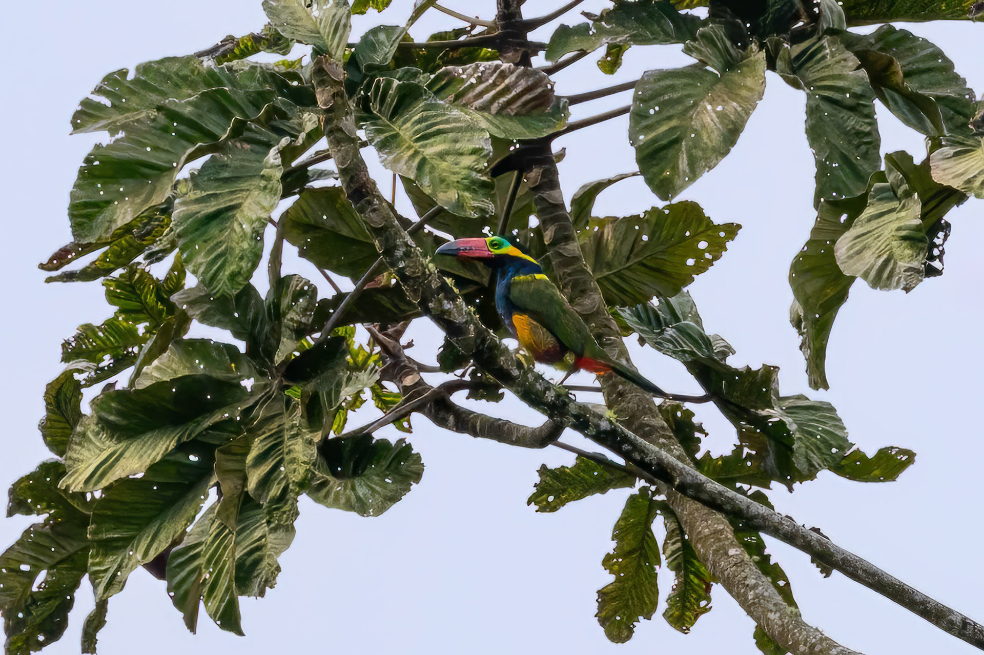 Golden-collared Toucanet