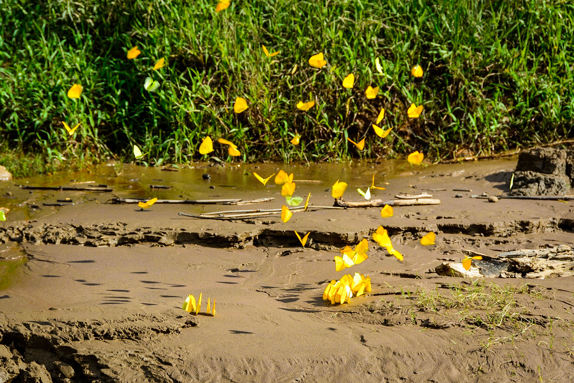 Butterflies on the bank of the river