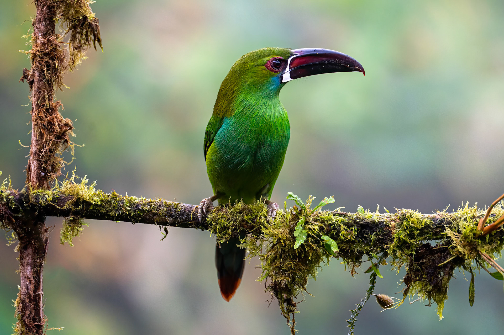 Crimson-rumped Toucanet