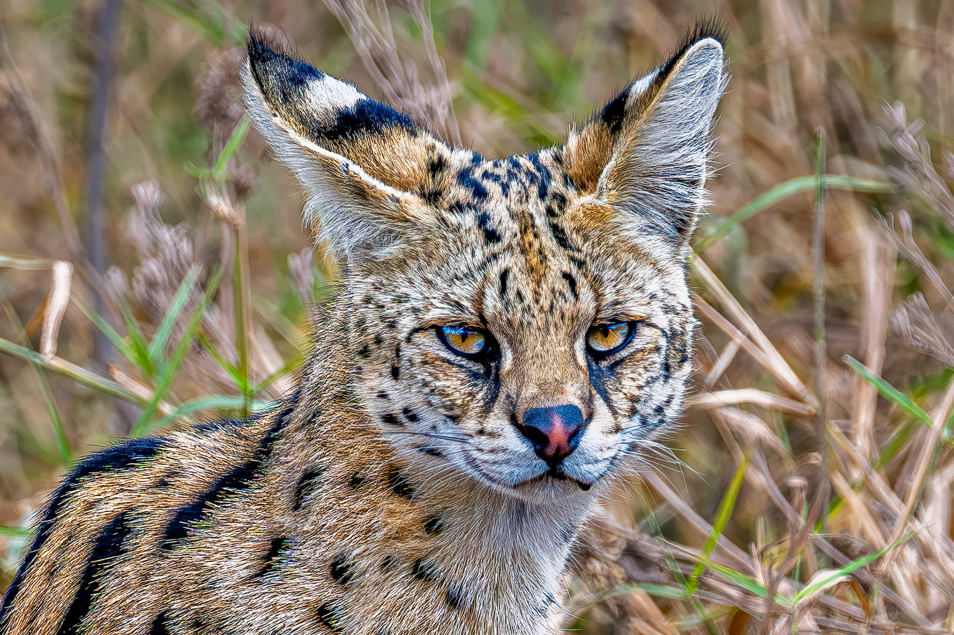 Serval Cat