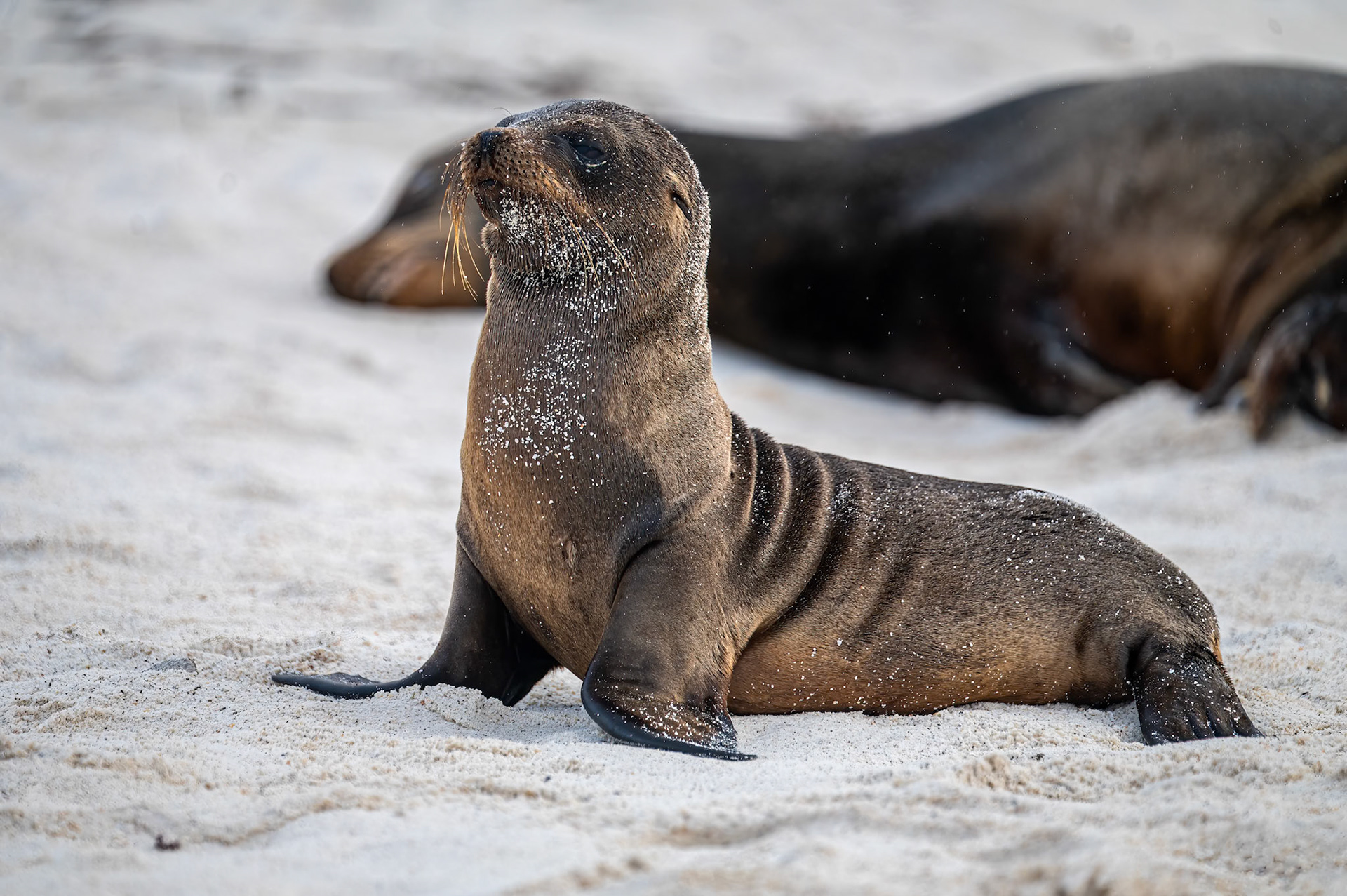 Sea Lion pup waiting for Mom to return from the sea