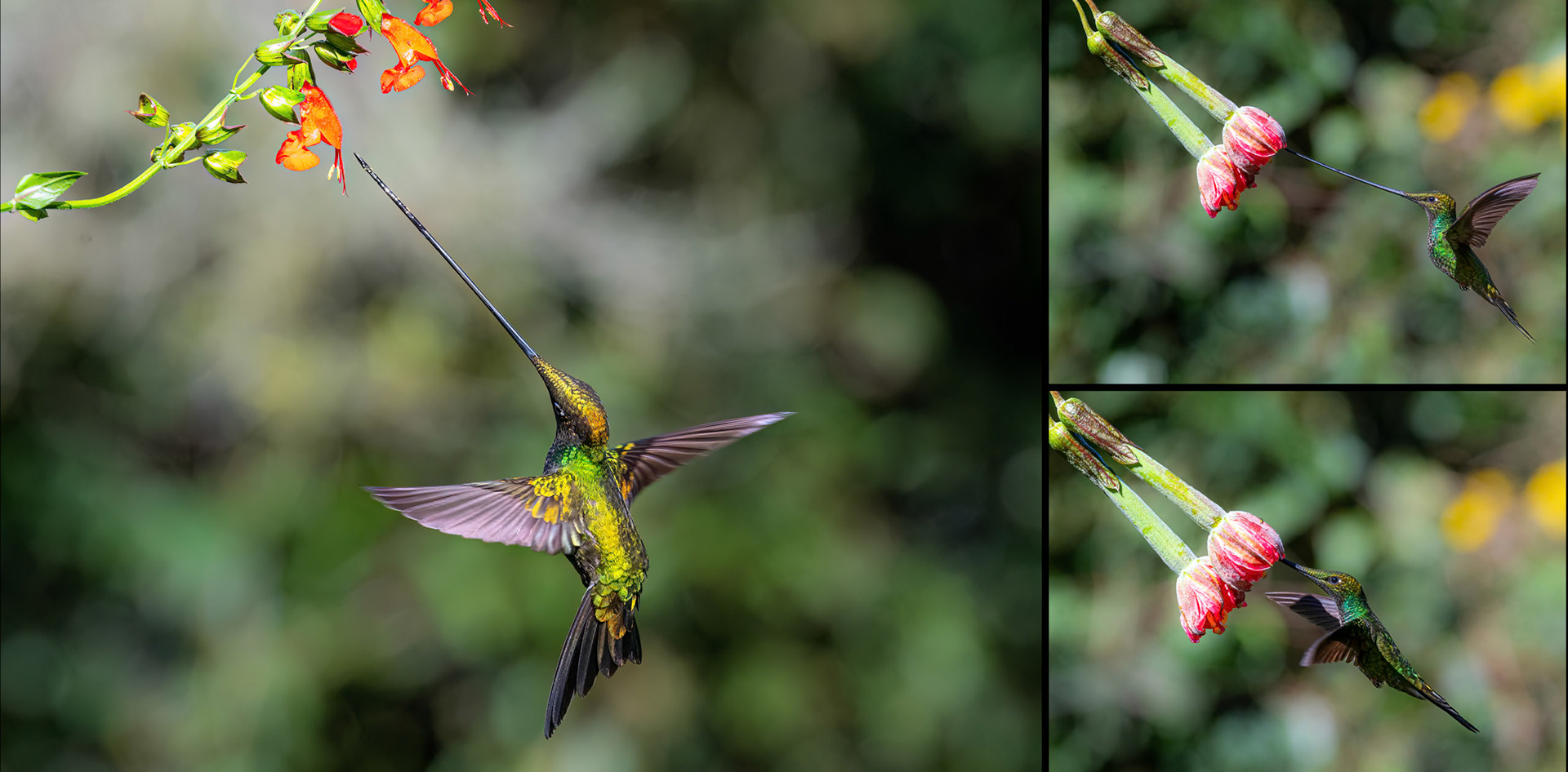 Sword-billed Hummingbird