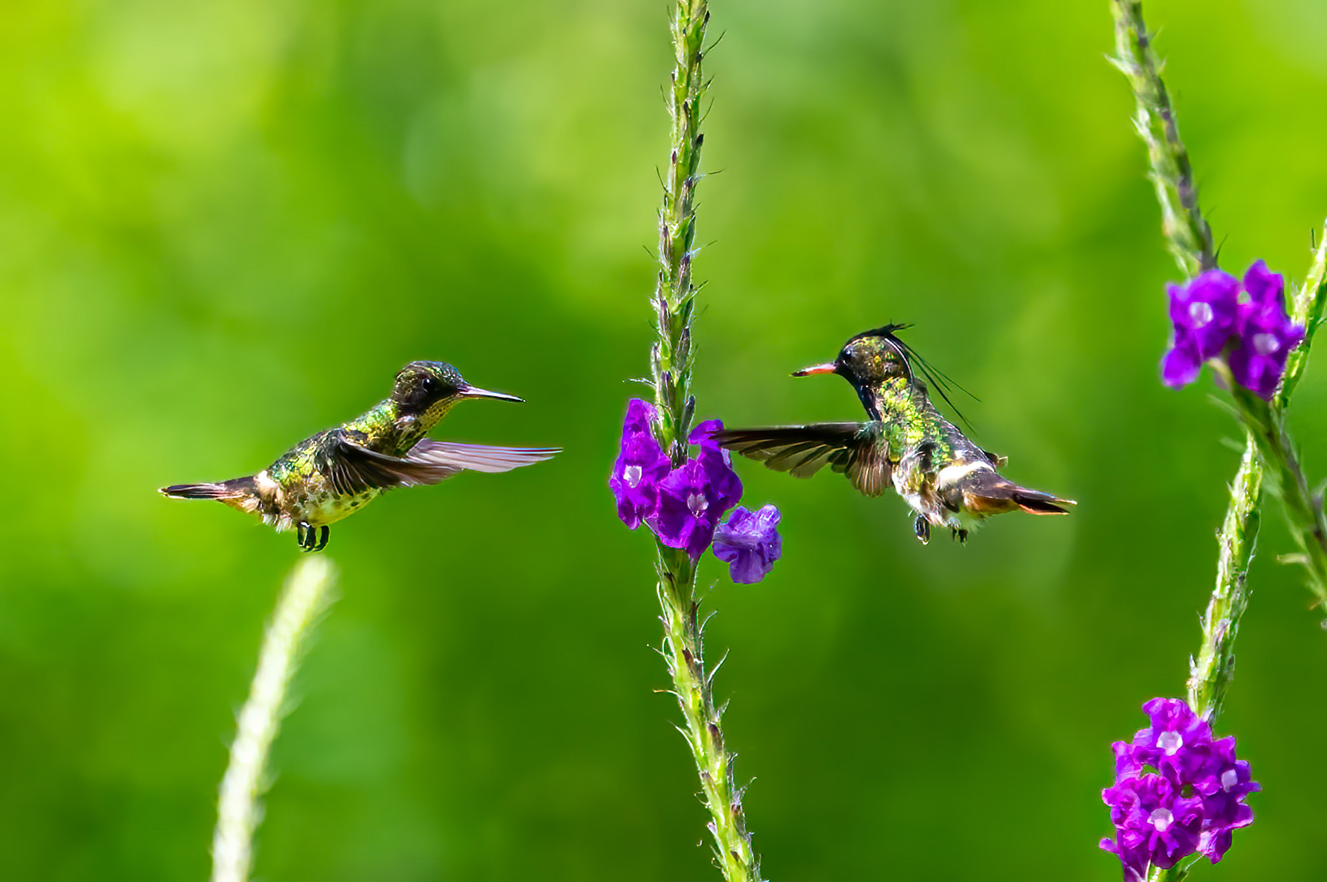 Black-crested Coquette Matting dance