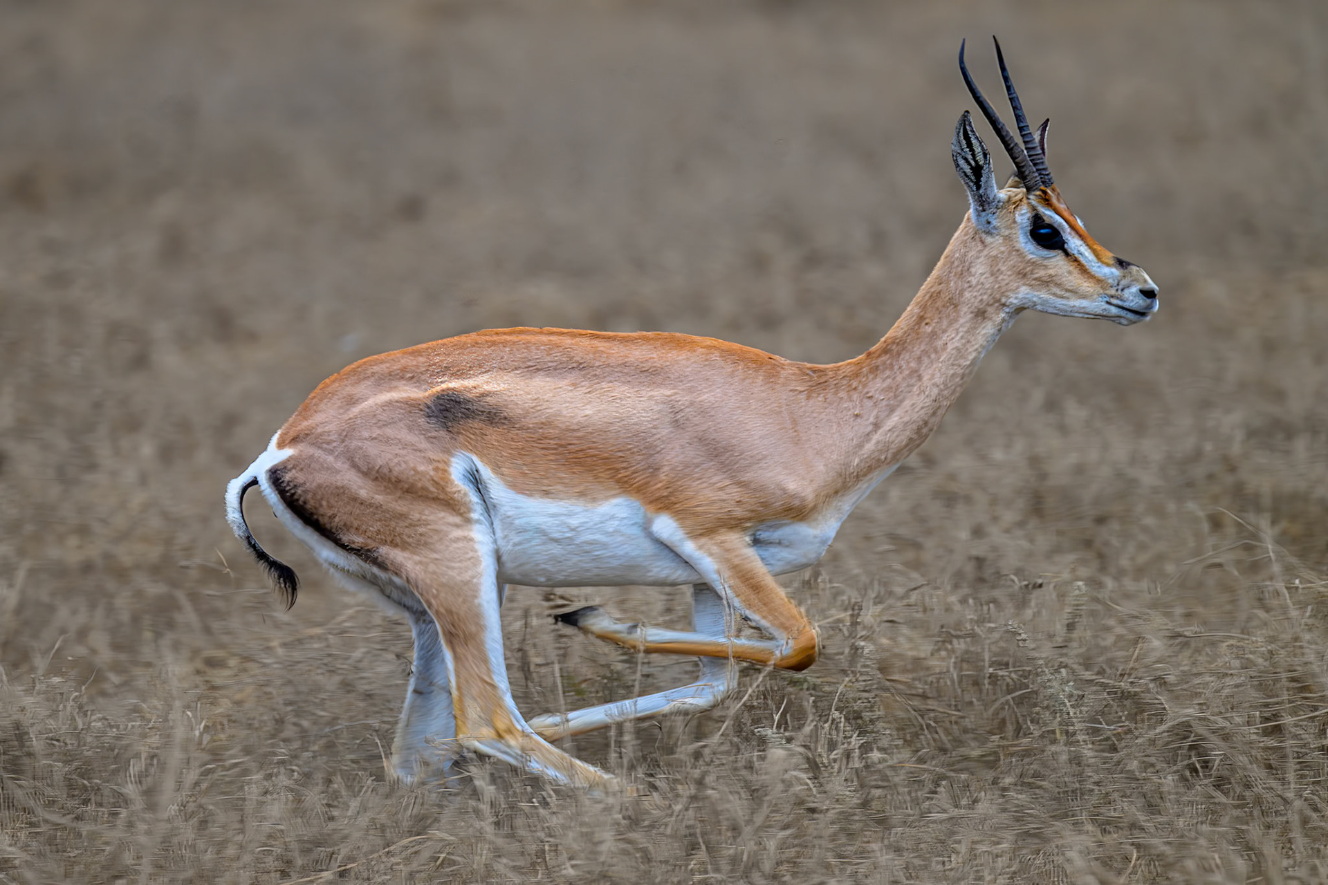 Grant's Gazelle