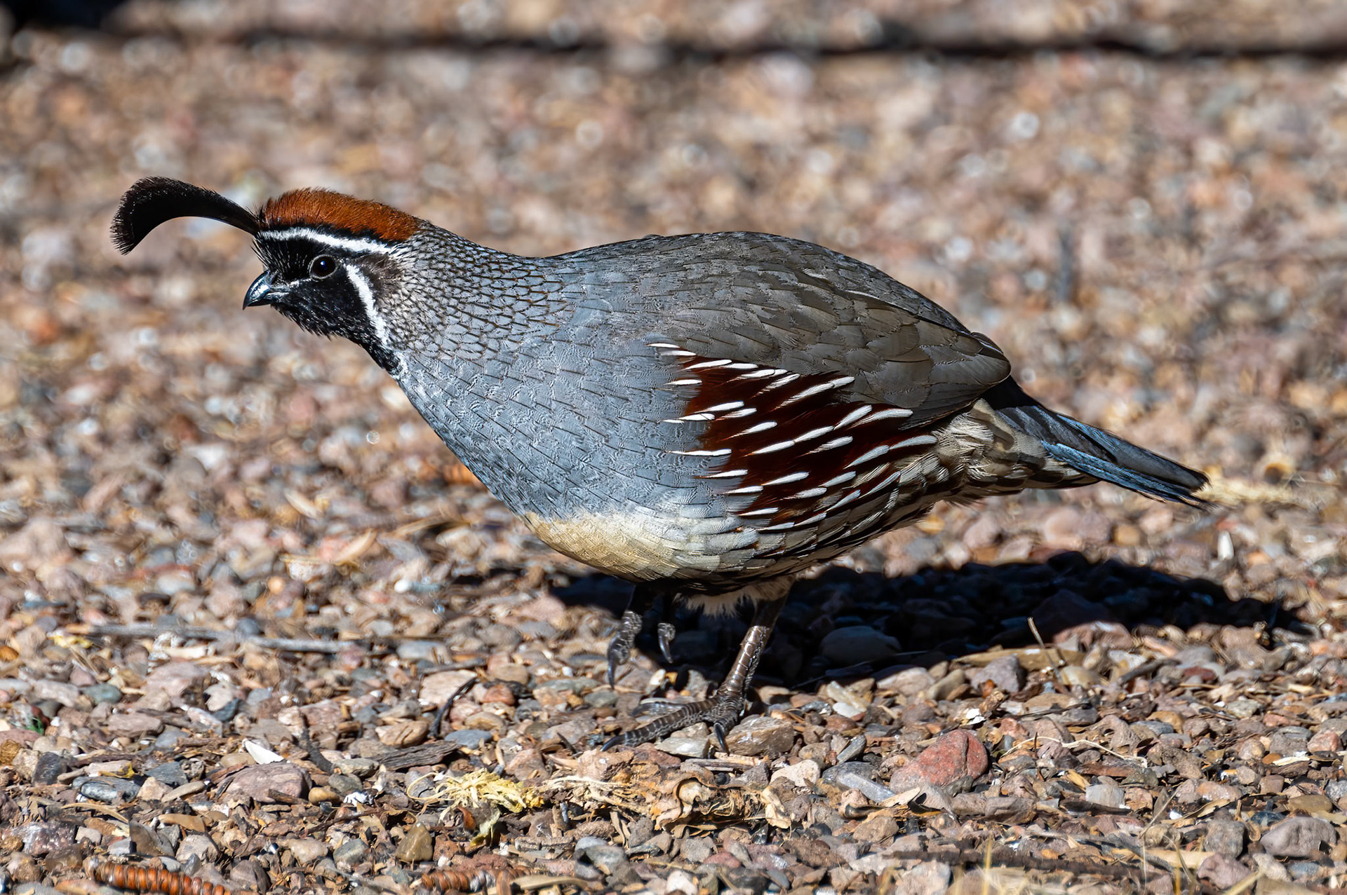 Gambel's Quail