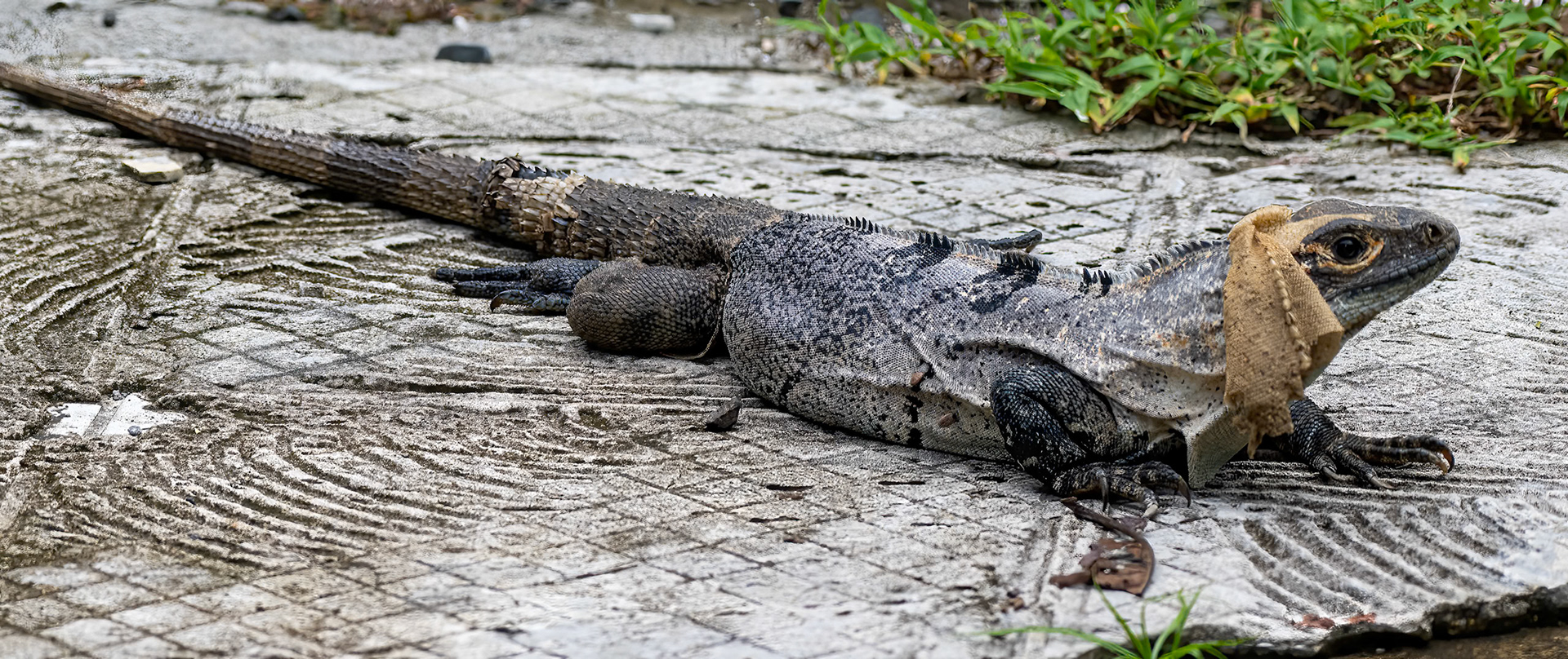 Black Spiny Iguana