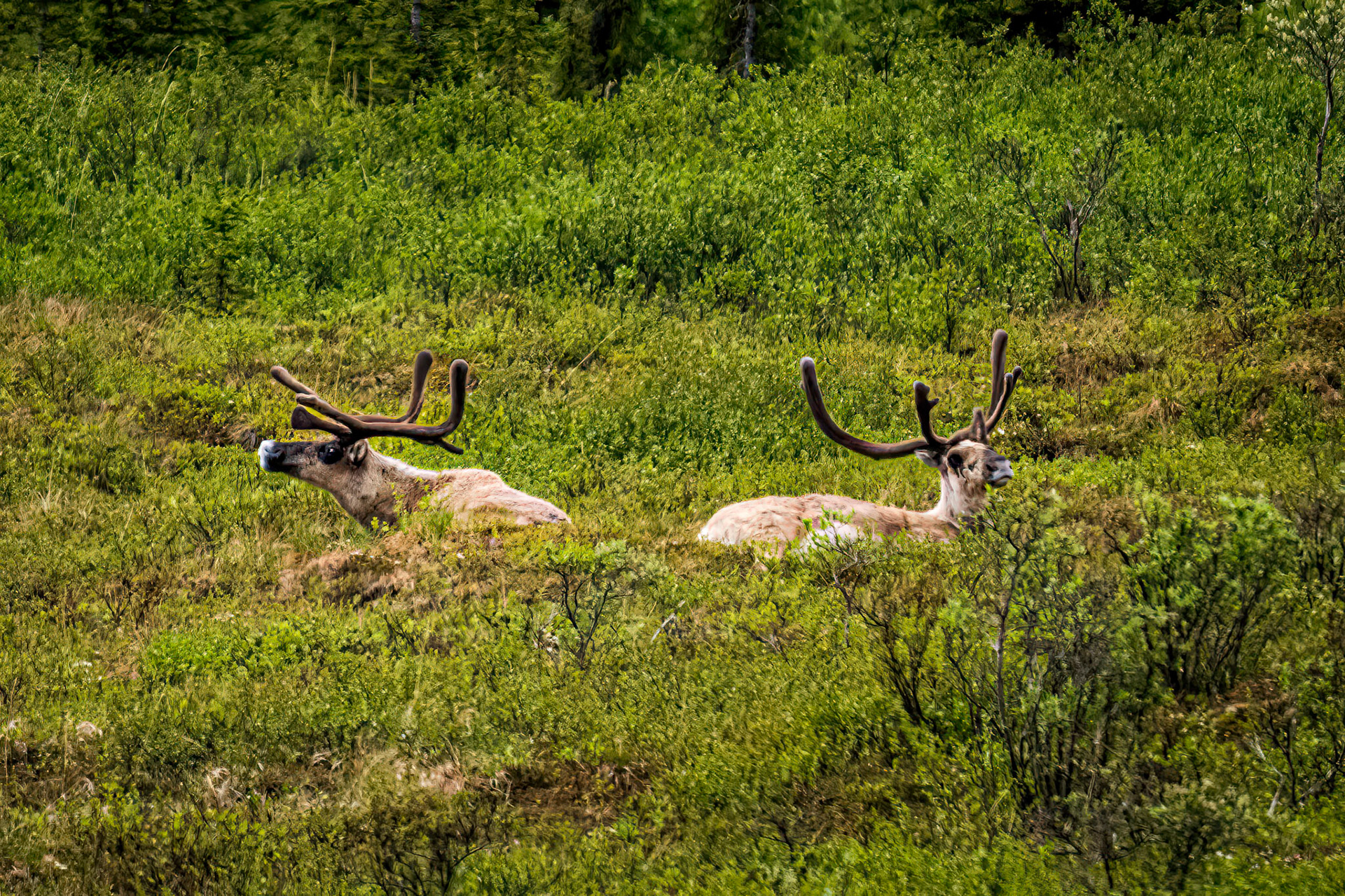 Caribou