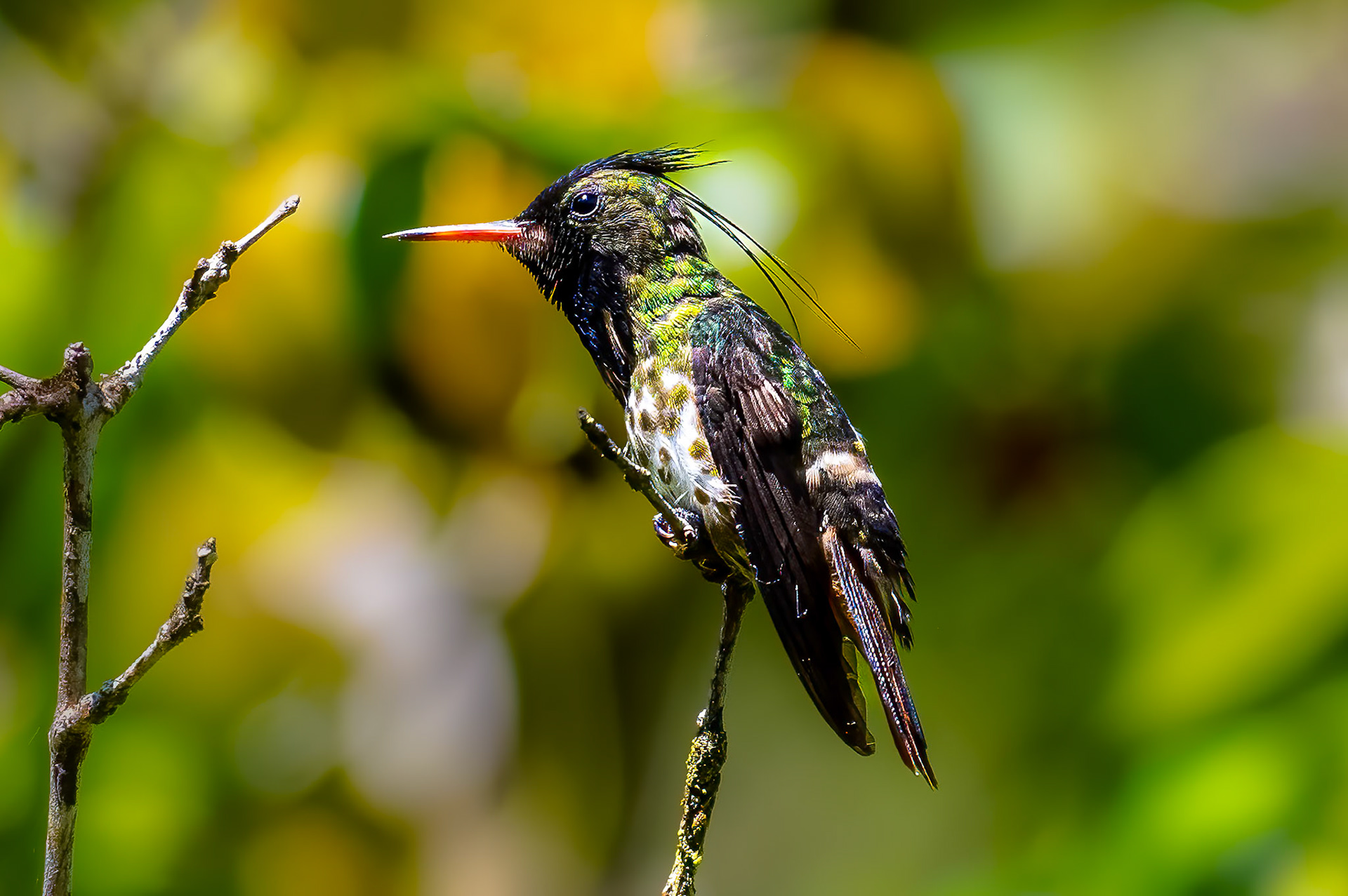 Black-crested Coquette