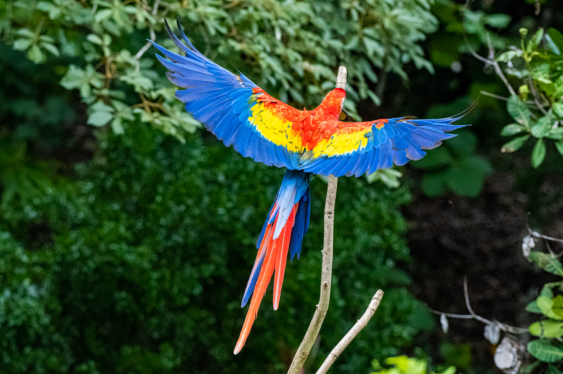 Scarlet Macaw