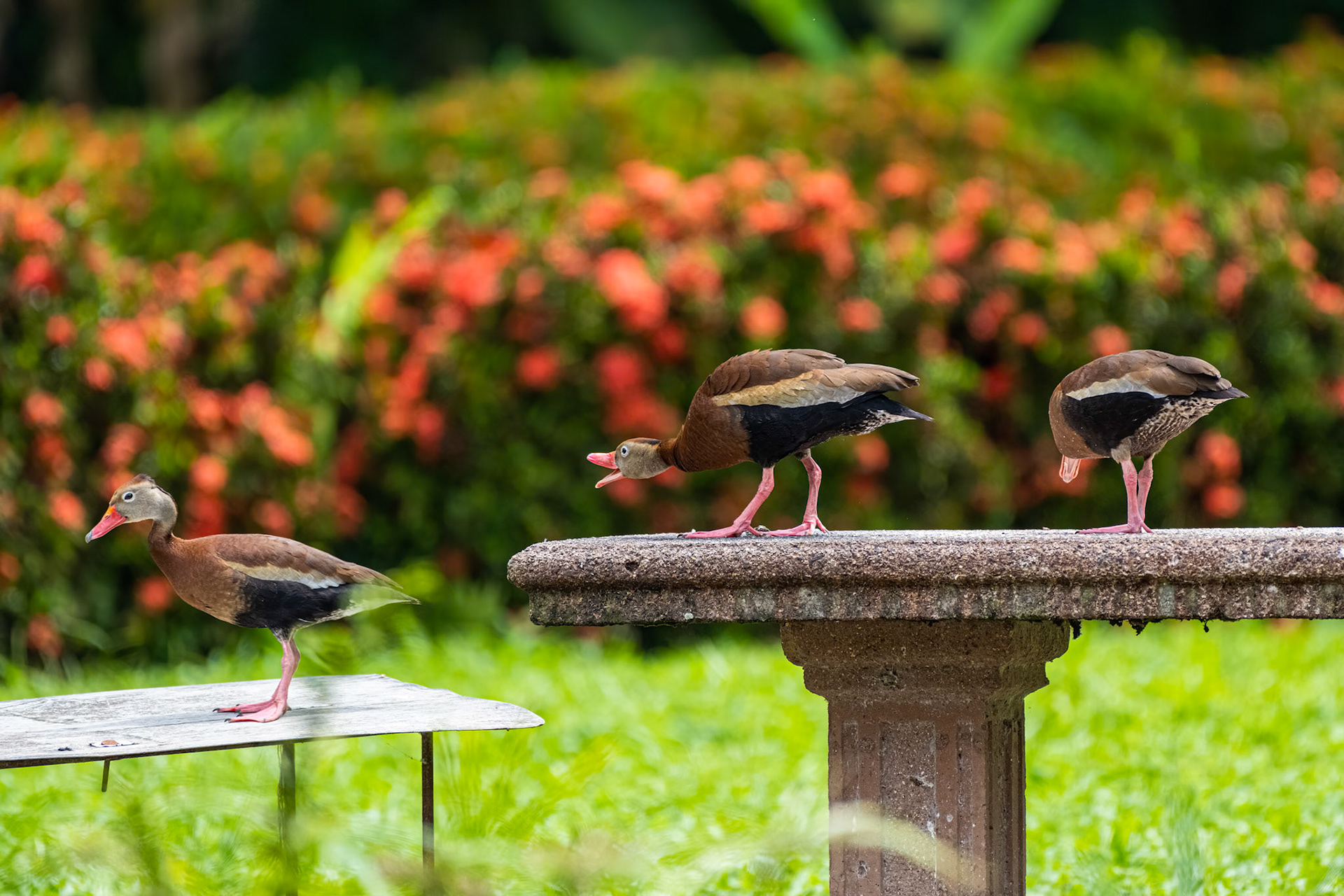 Black-bellied Whistling-Duck