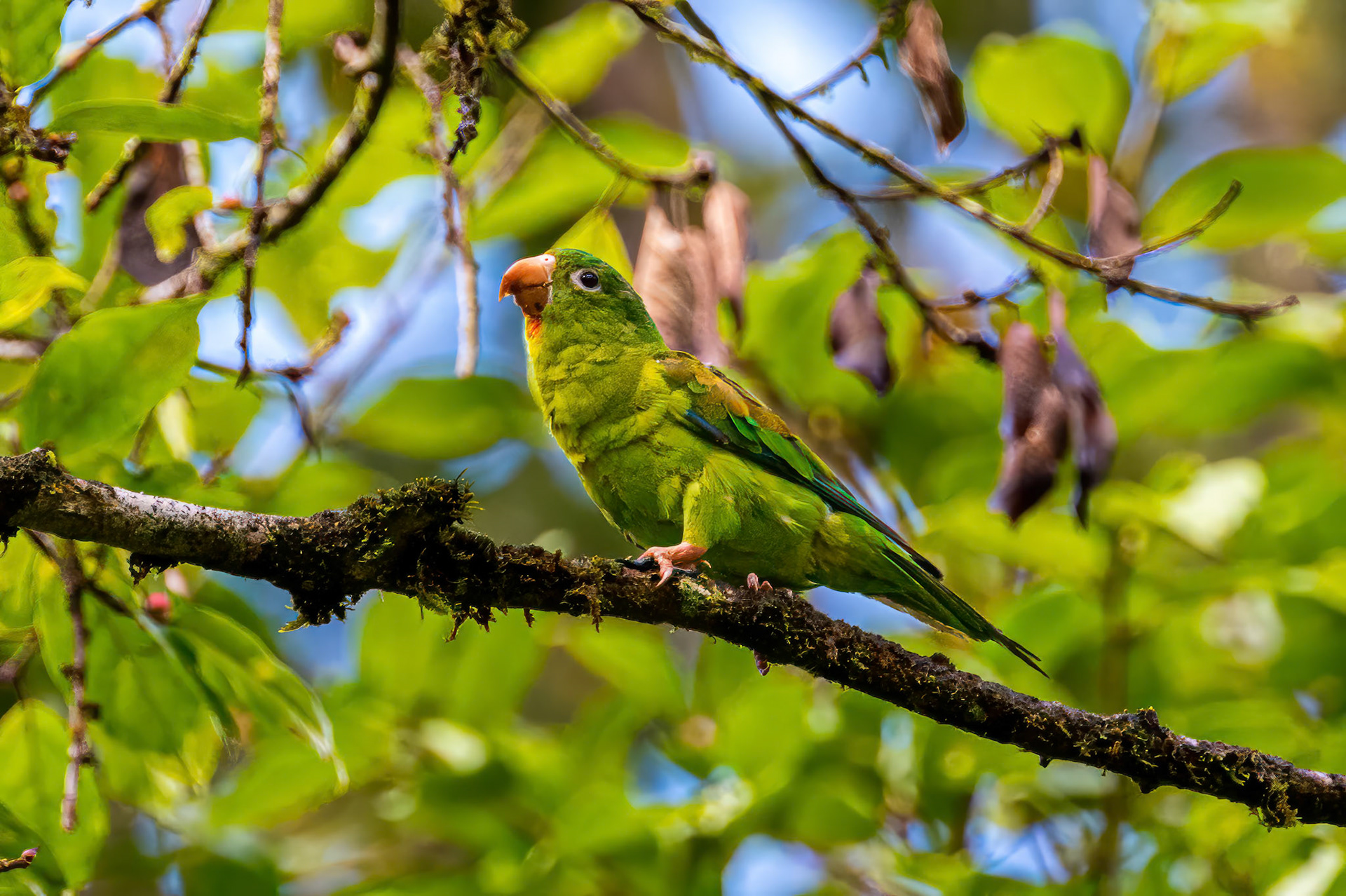 Orange-chinned Parakeet