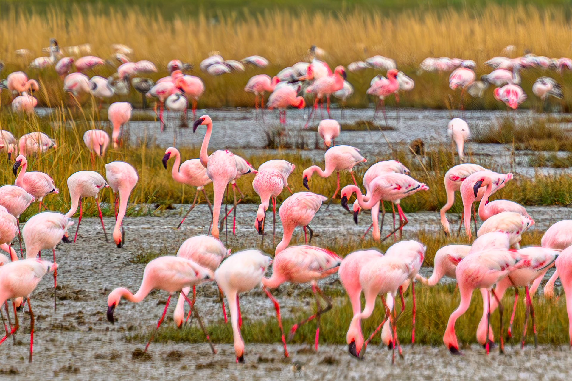 Lesser Flamingo