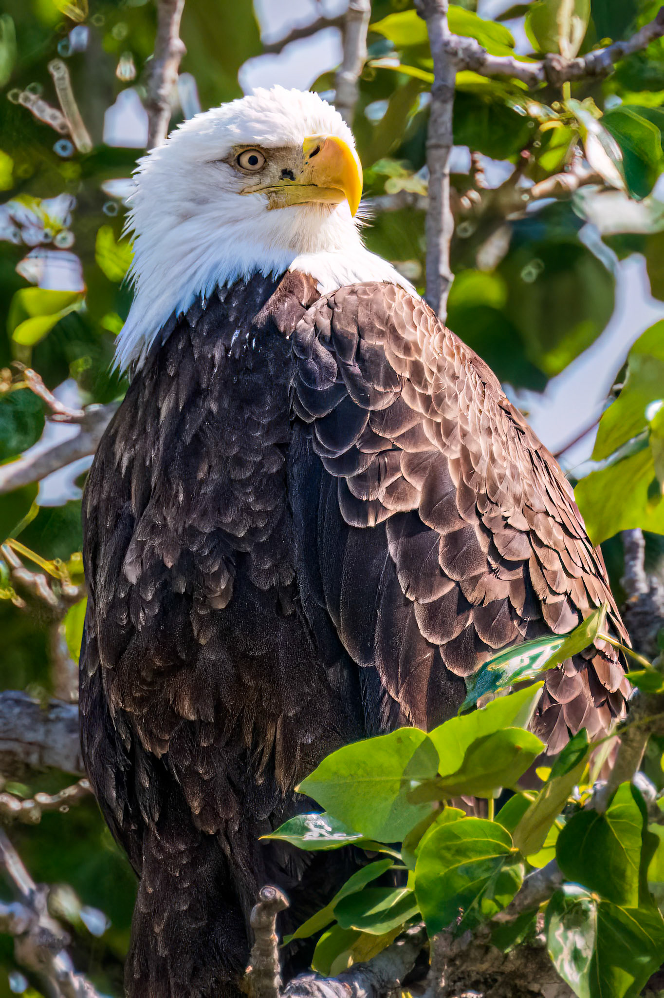 Bald Eagle, Haines Preserve